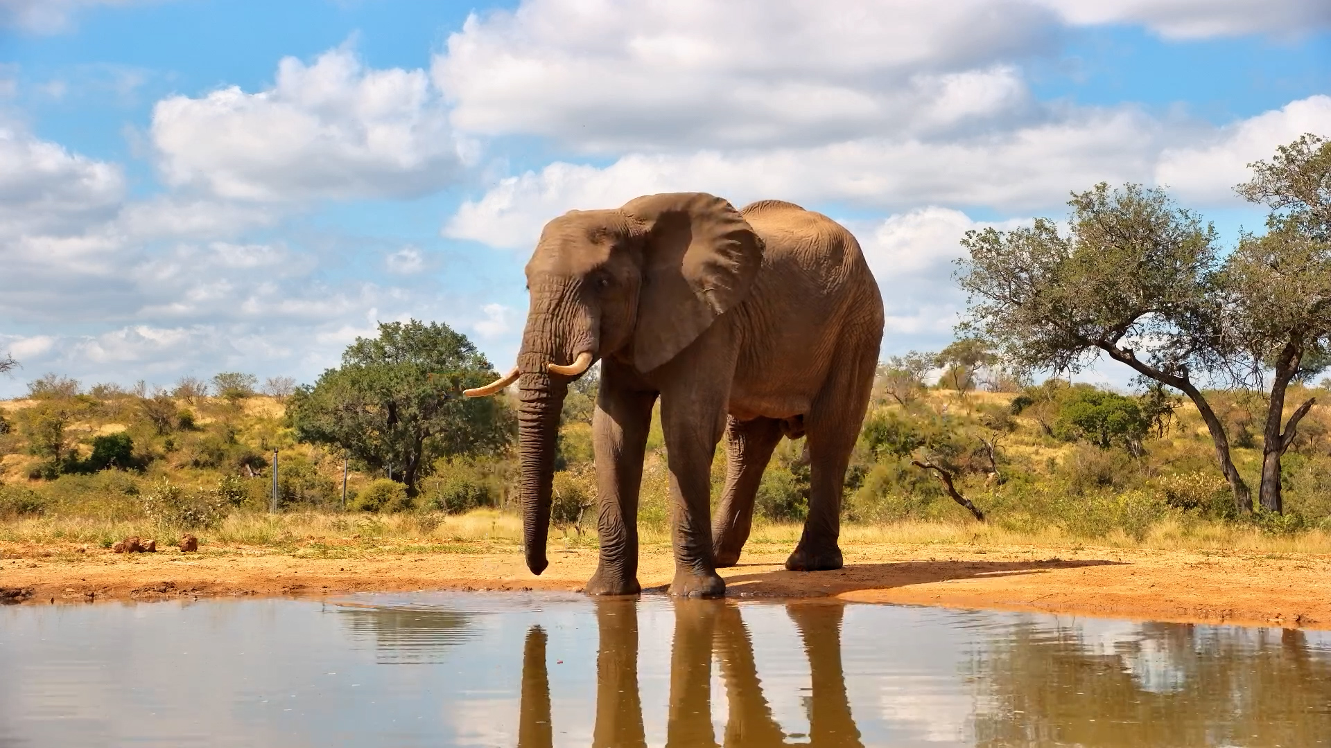 This Elephant Took a Moment for Himself