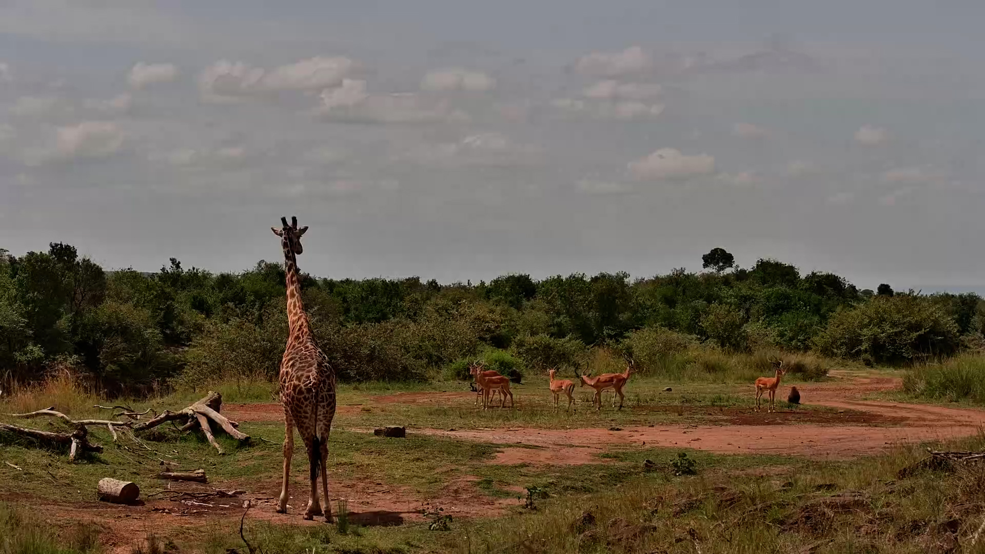 Life Along the Mara River Never Stays Quiet