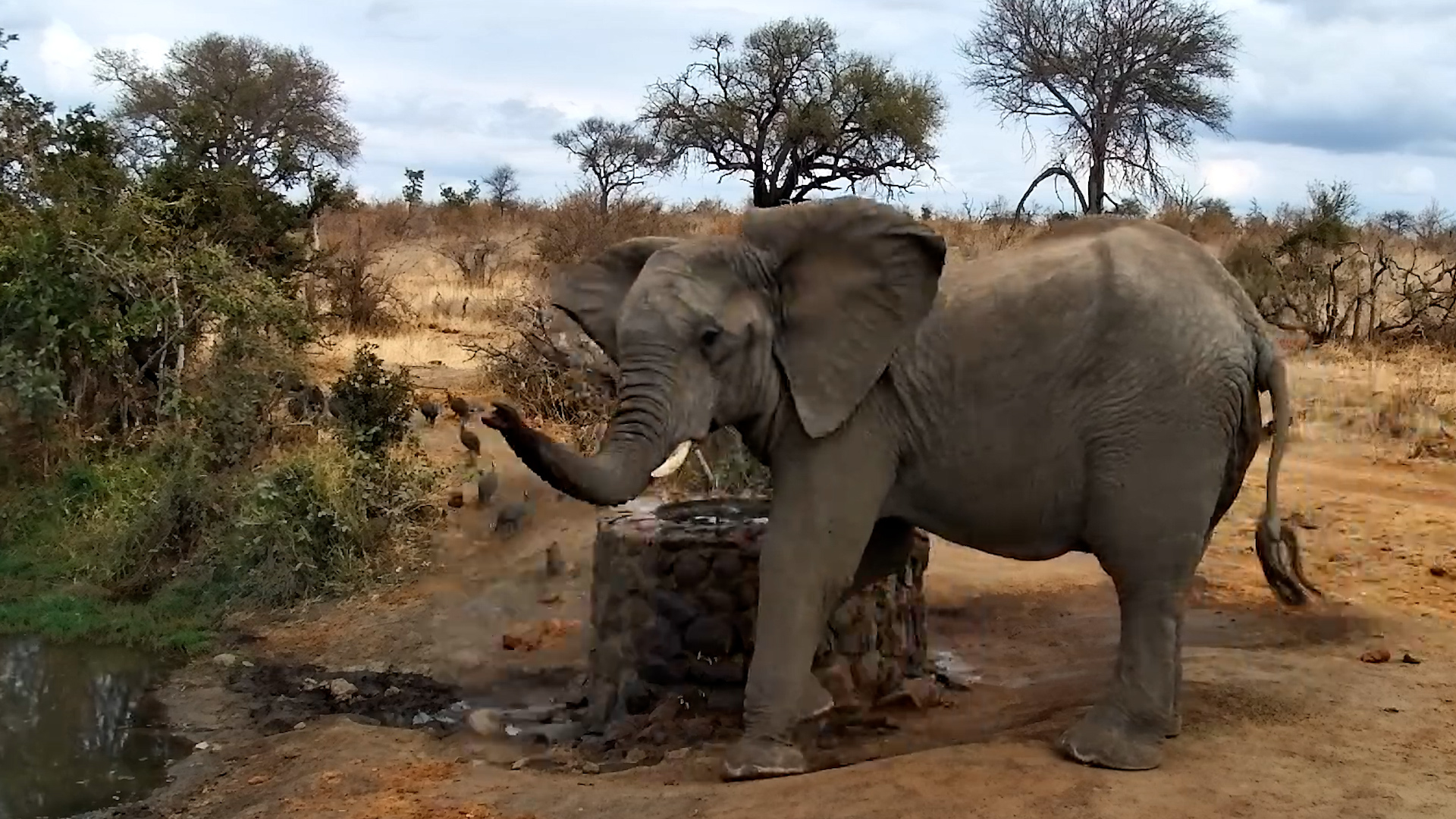 Annoyed Elephant Doesn’t Want Guinea Fowl at His Waterhole