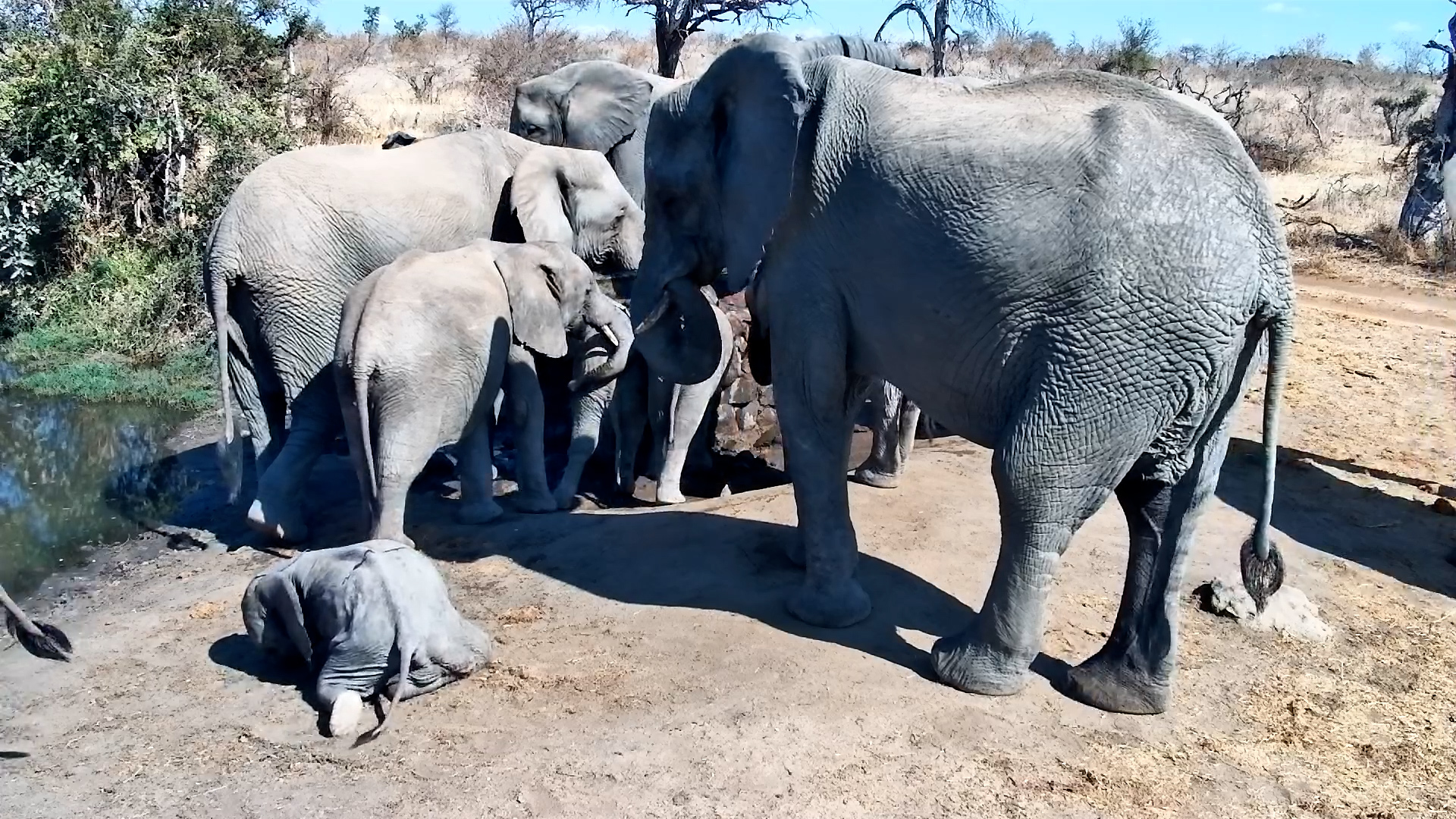Sleepy Baby Elephant Naps While Herd Drinks