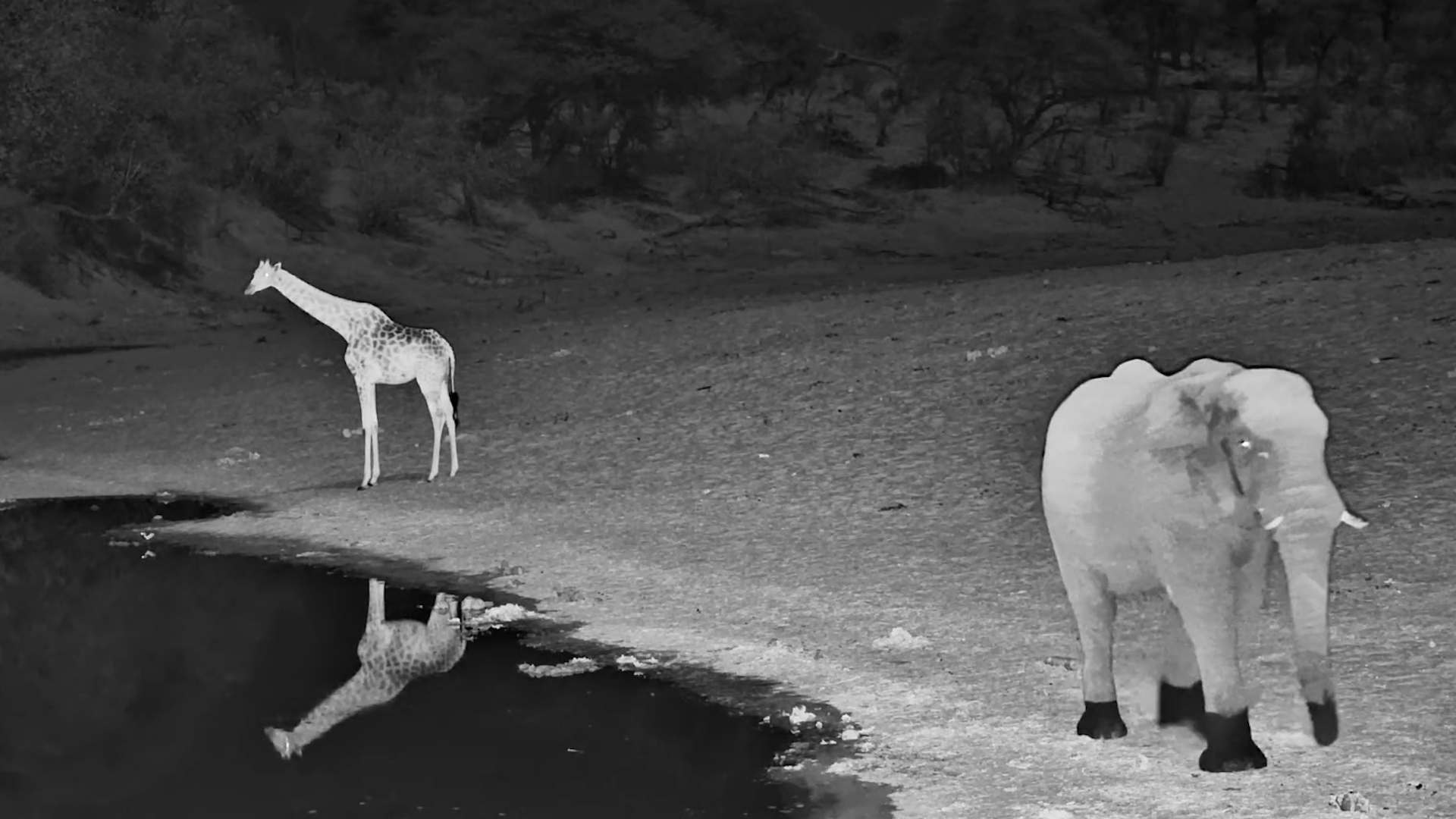 Lone Elephant and Giraffe Share Meno a Kwena Water