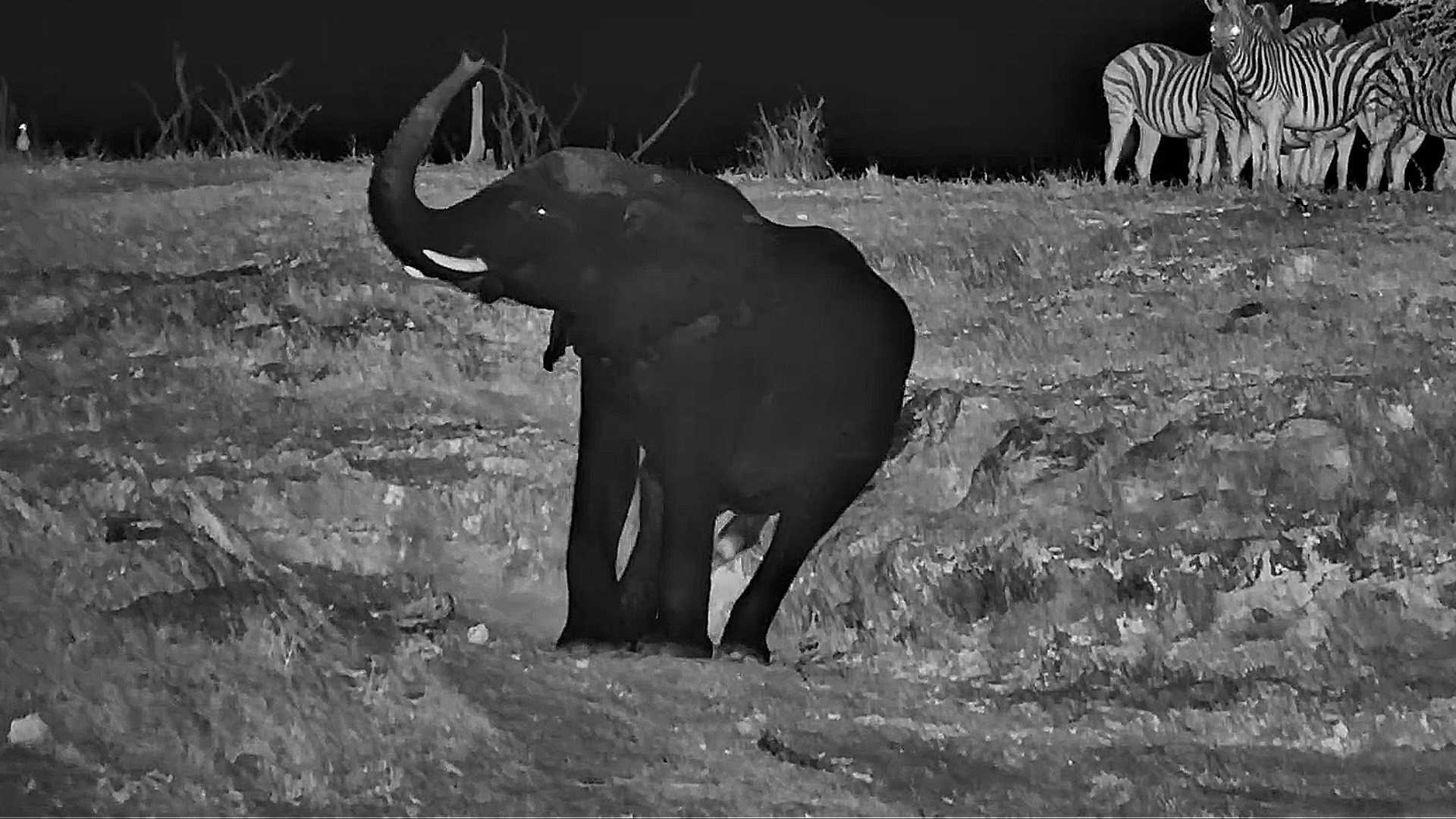 This Elephant Found the Perfect Scratch Spot