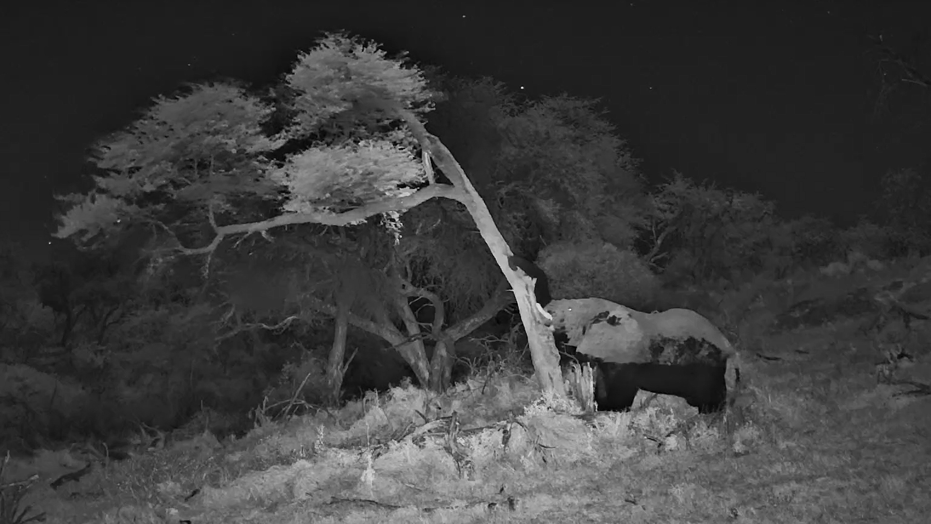 Elephant Solved the Problem Immediately