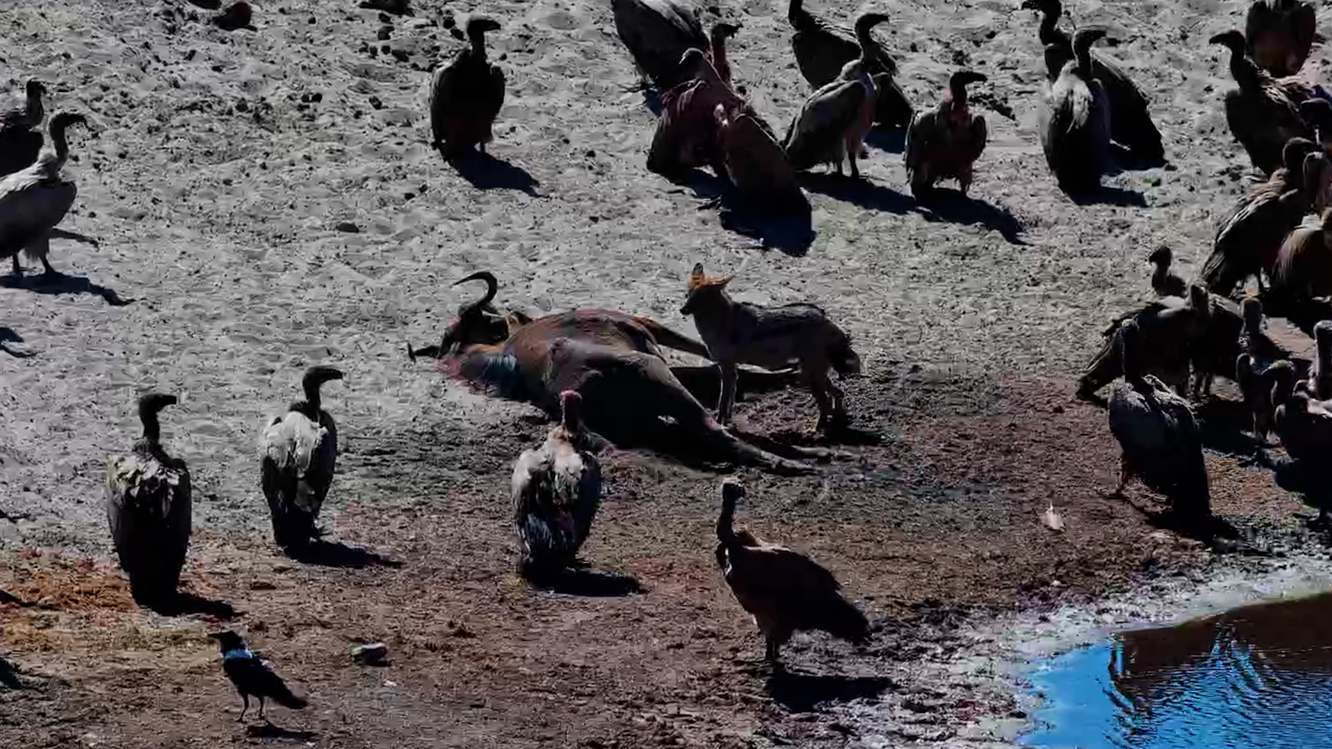 Feast in Fast-Forward! Jackals & Vultures Devour Wildebeest | Timelapse
