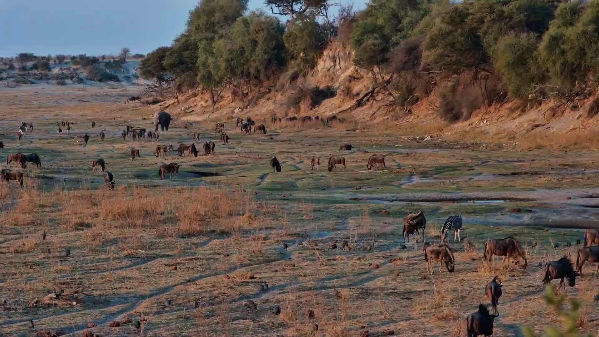 Wildebeest Feeding at Moela