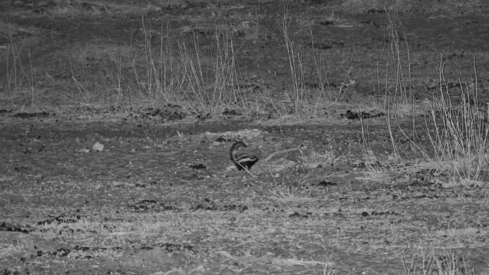 Striped Polecat Foraging at Moela
