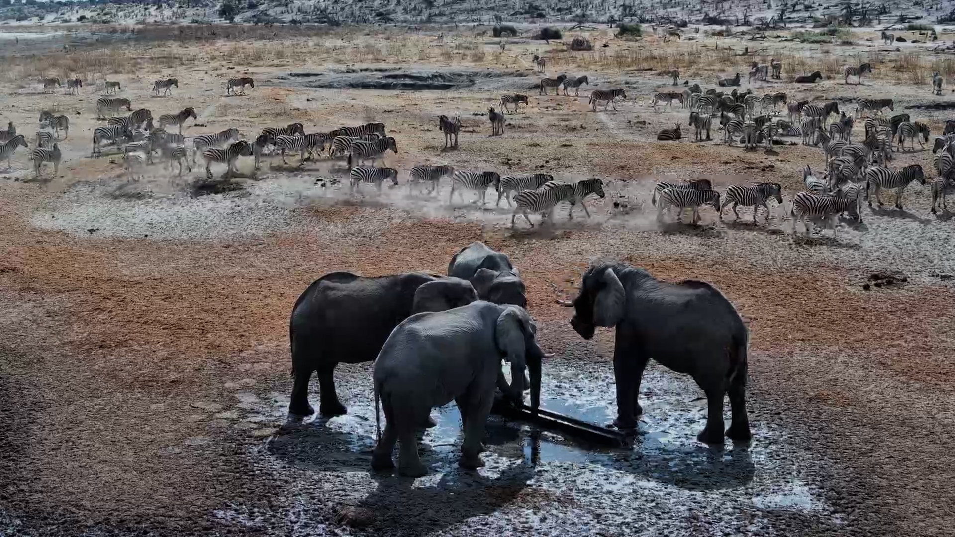 Elephants Hog the Waterhole