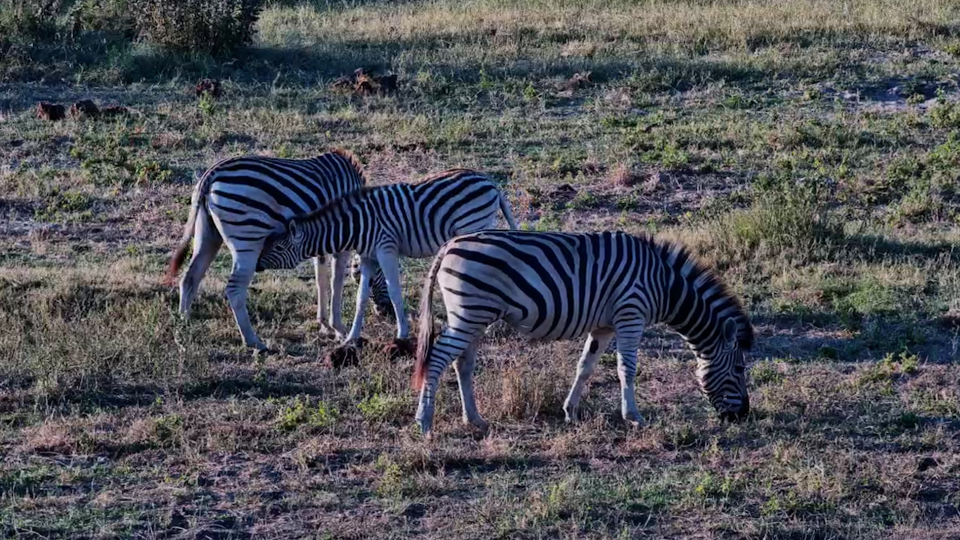 Zebra Herd Moved Slowly Through the Grass