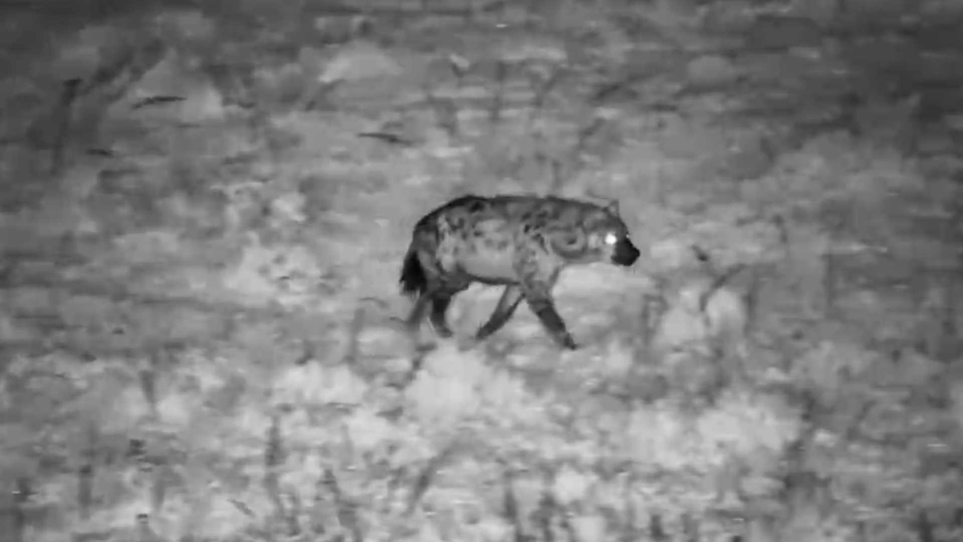 One Silent Hyena Walking Through the Dark