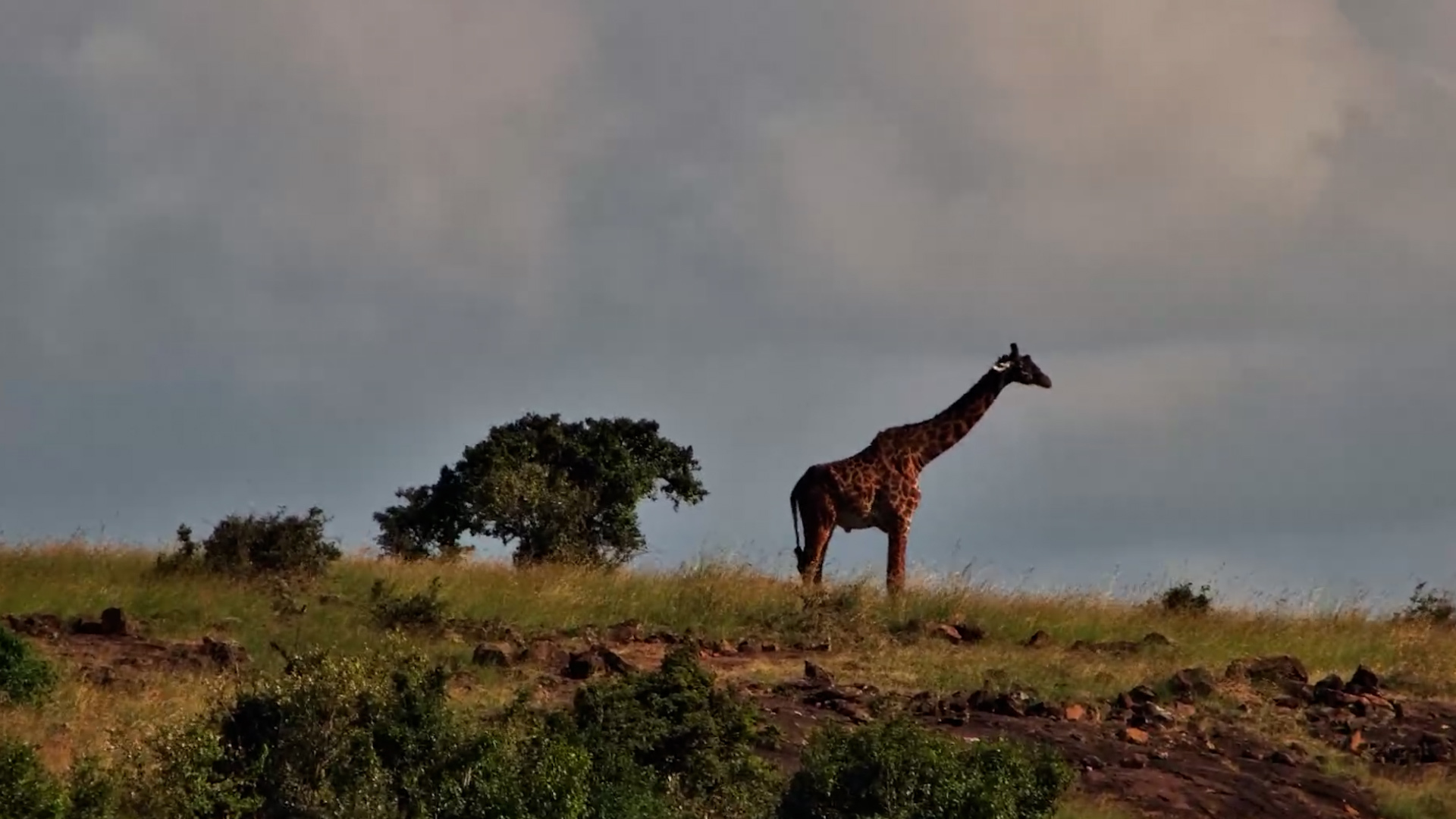 Giraffe Stands Tall Above the Mara