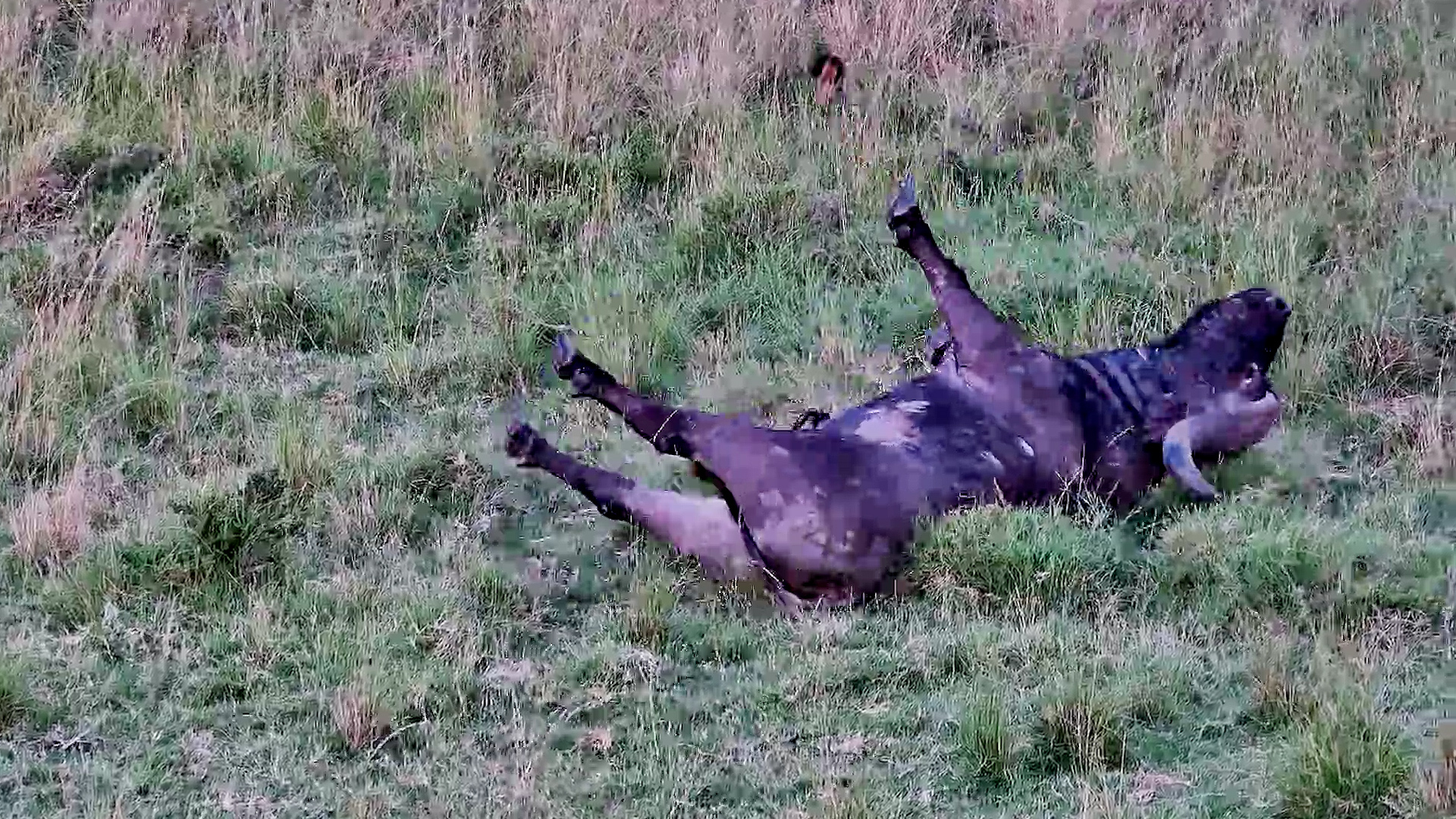 This Might Be the Happiest Buffalo Ever