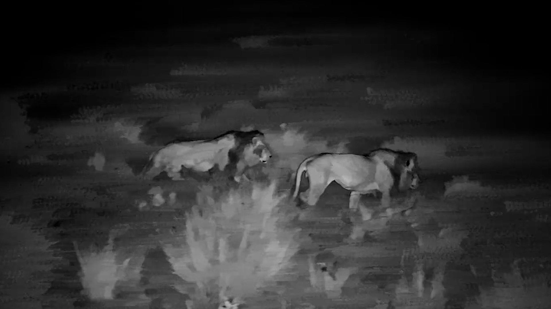 Male Lions Emerge From the Darkness