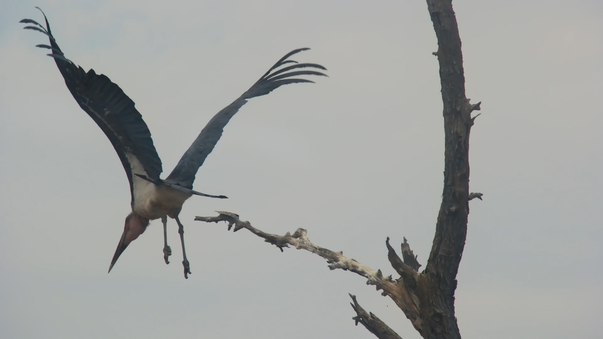 Marabou Stork Perches…