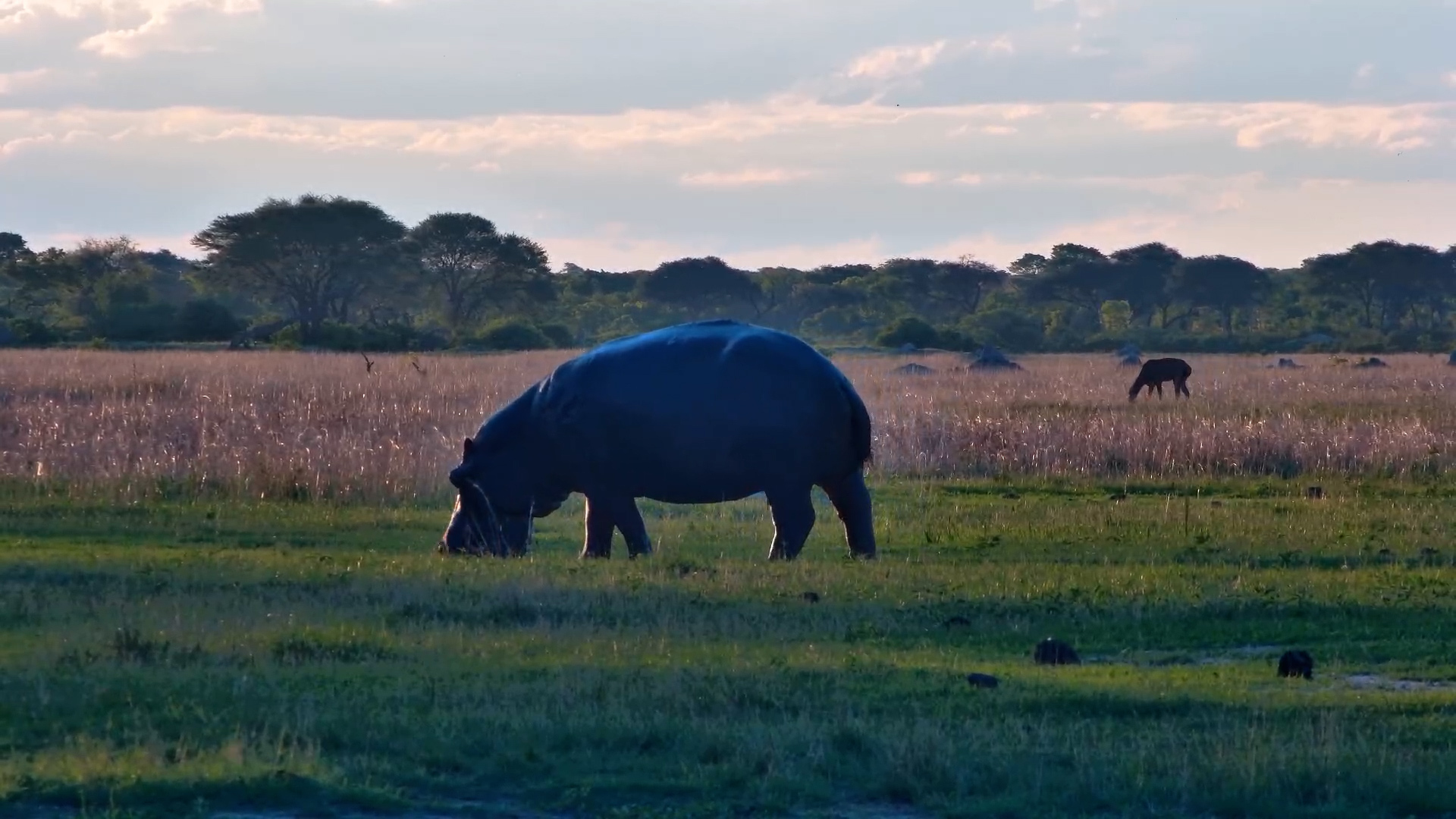 Moto Moto’s Evening Stroll at The Hide