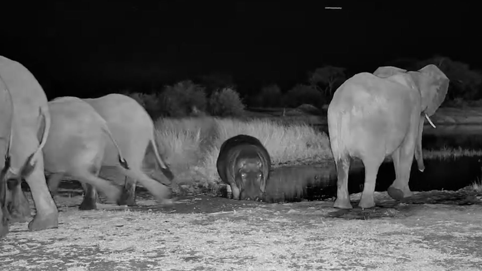 The Elephants Politely Made Way for Moto Moto