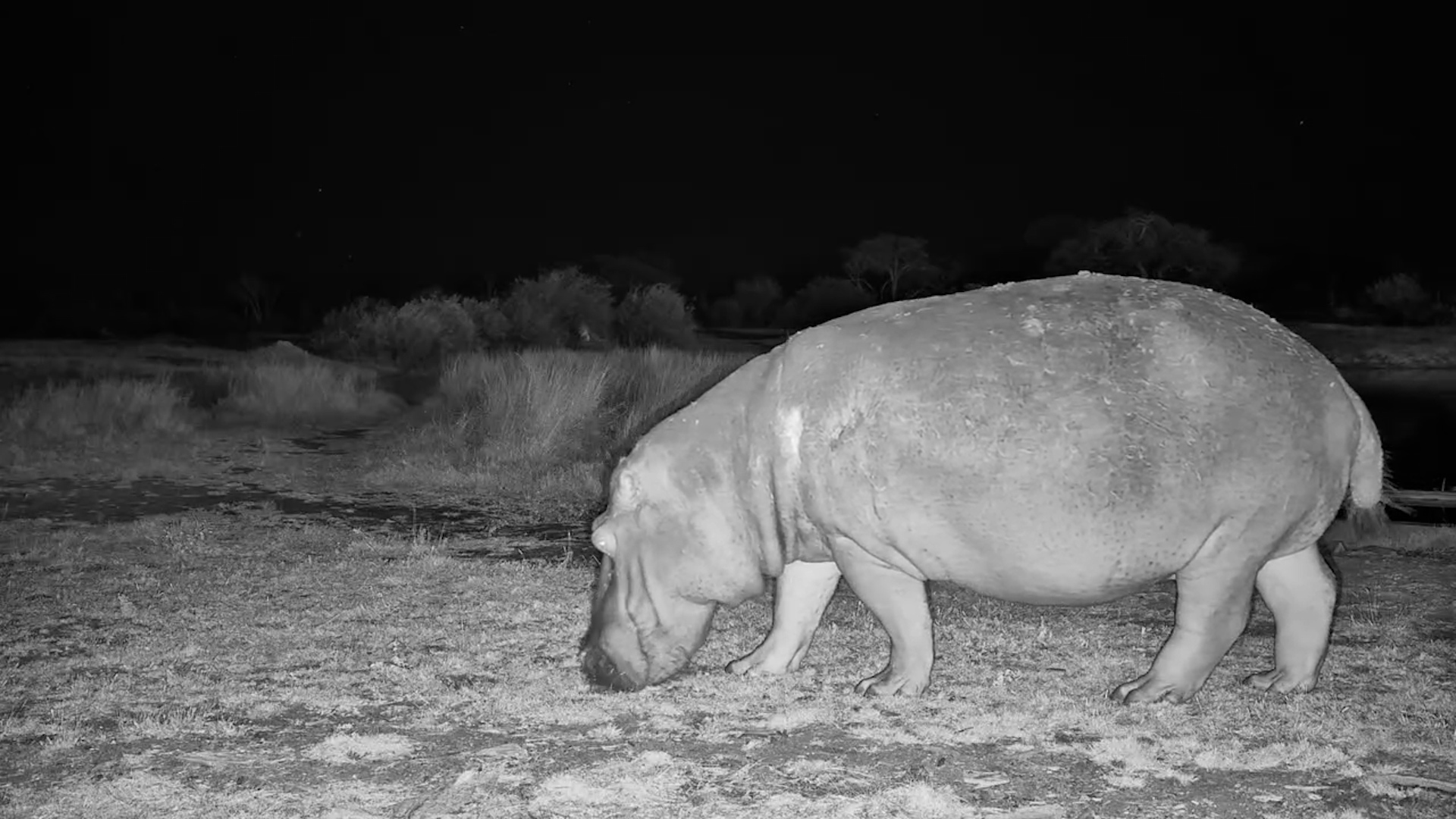 Moto Moto Feeding Past the Camera