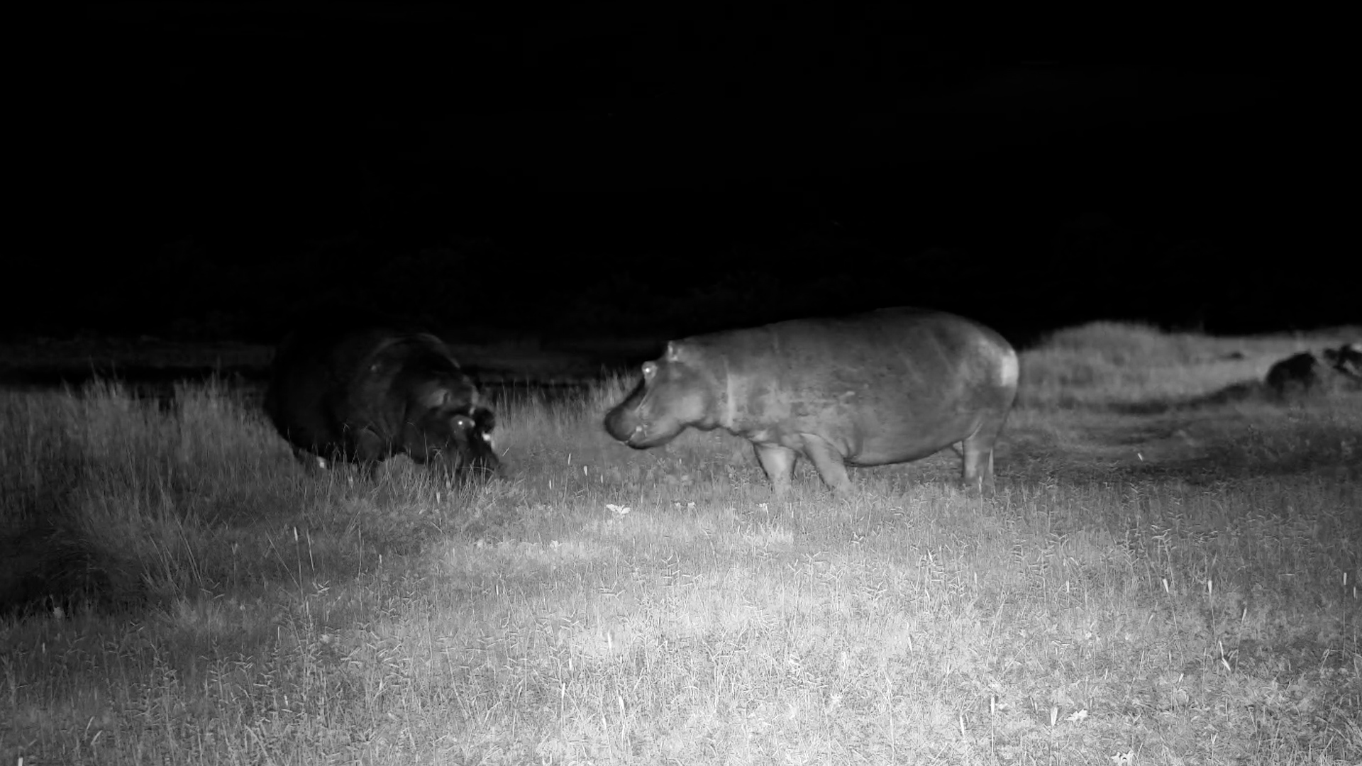 Moto Moto Grazes with a Friend