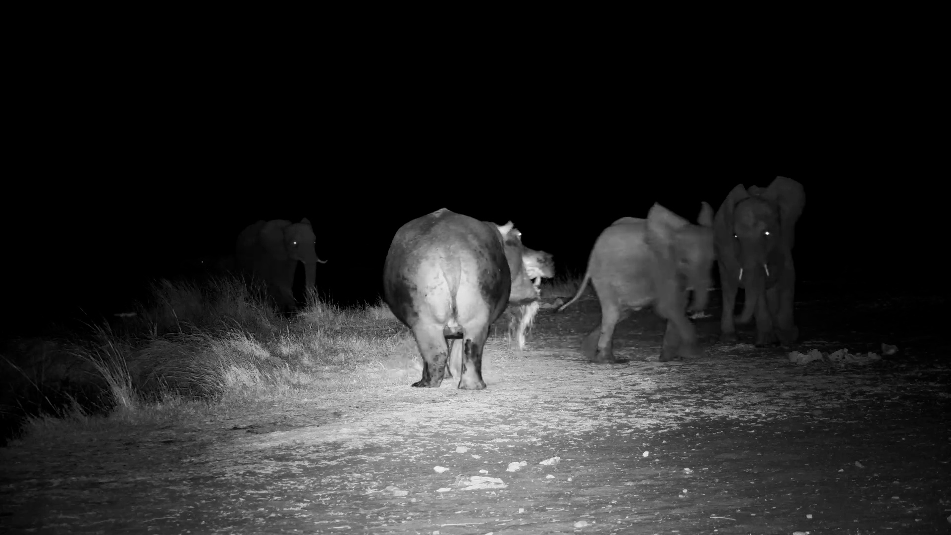 Moto Moto vs. Thirsty Elephants at The Hide