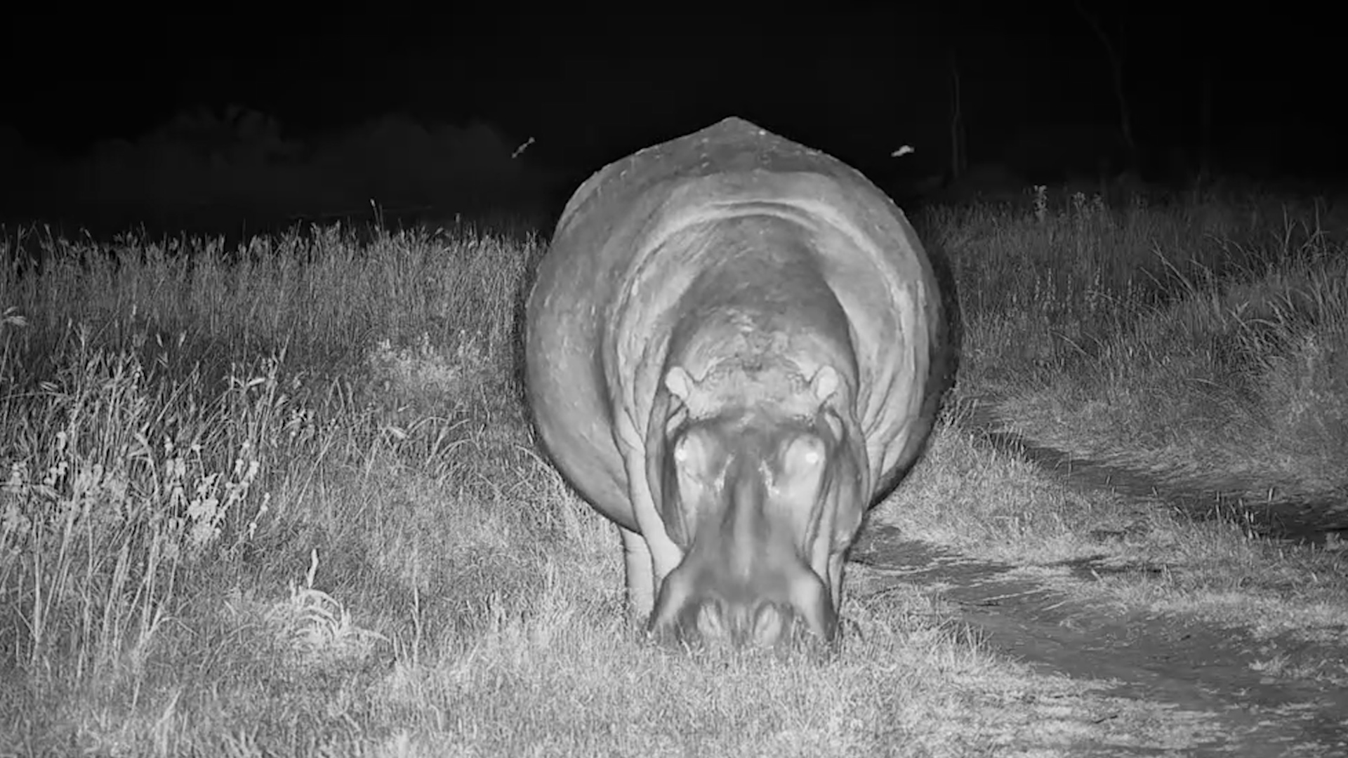 Loud, Proud, and Hungry