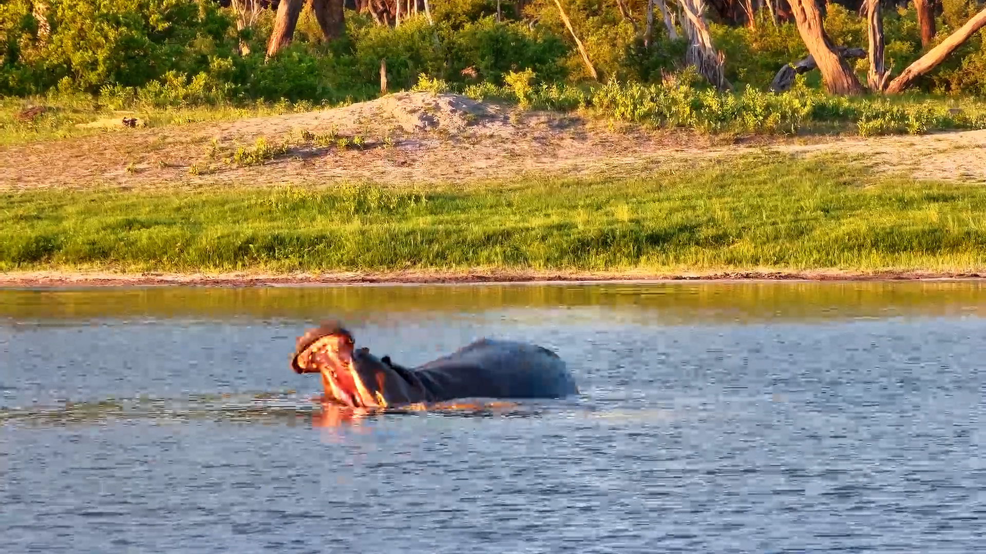 Moto Moto Puts On a Show!