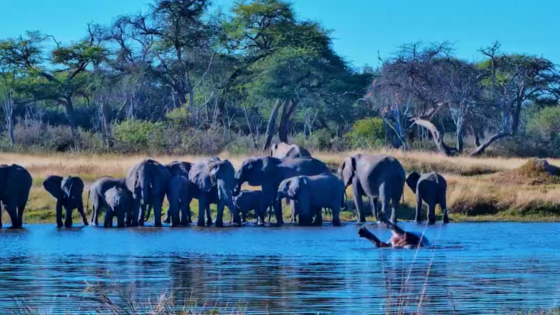Hippo Performing for the Elephants
