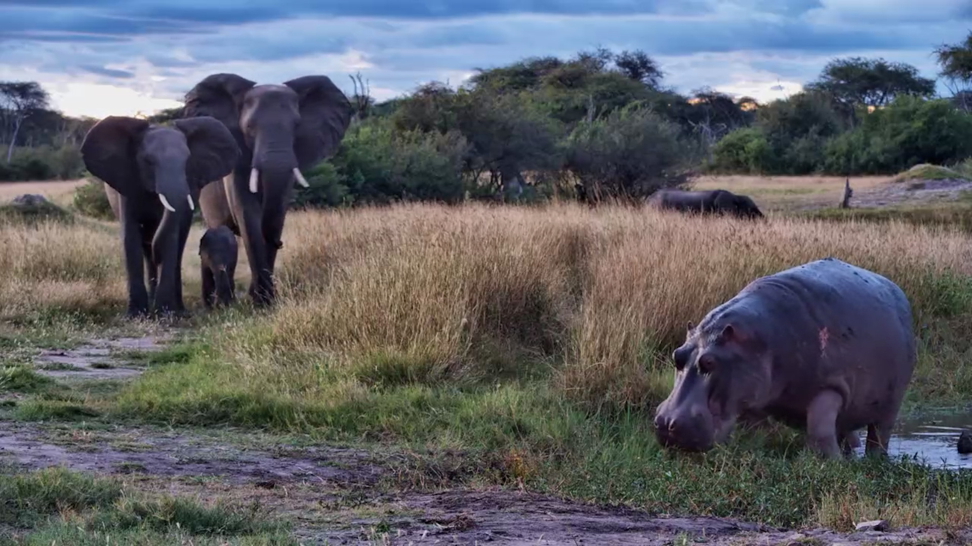 This Waterhole Has Rules!