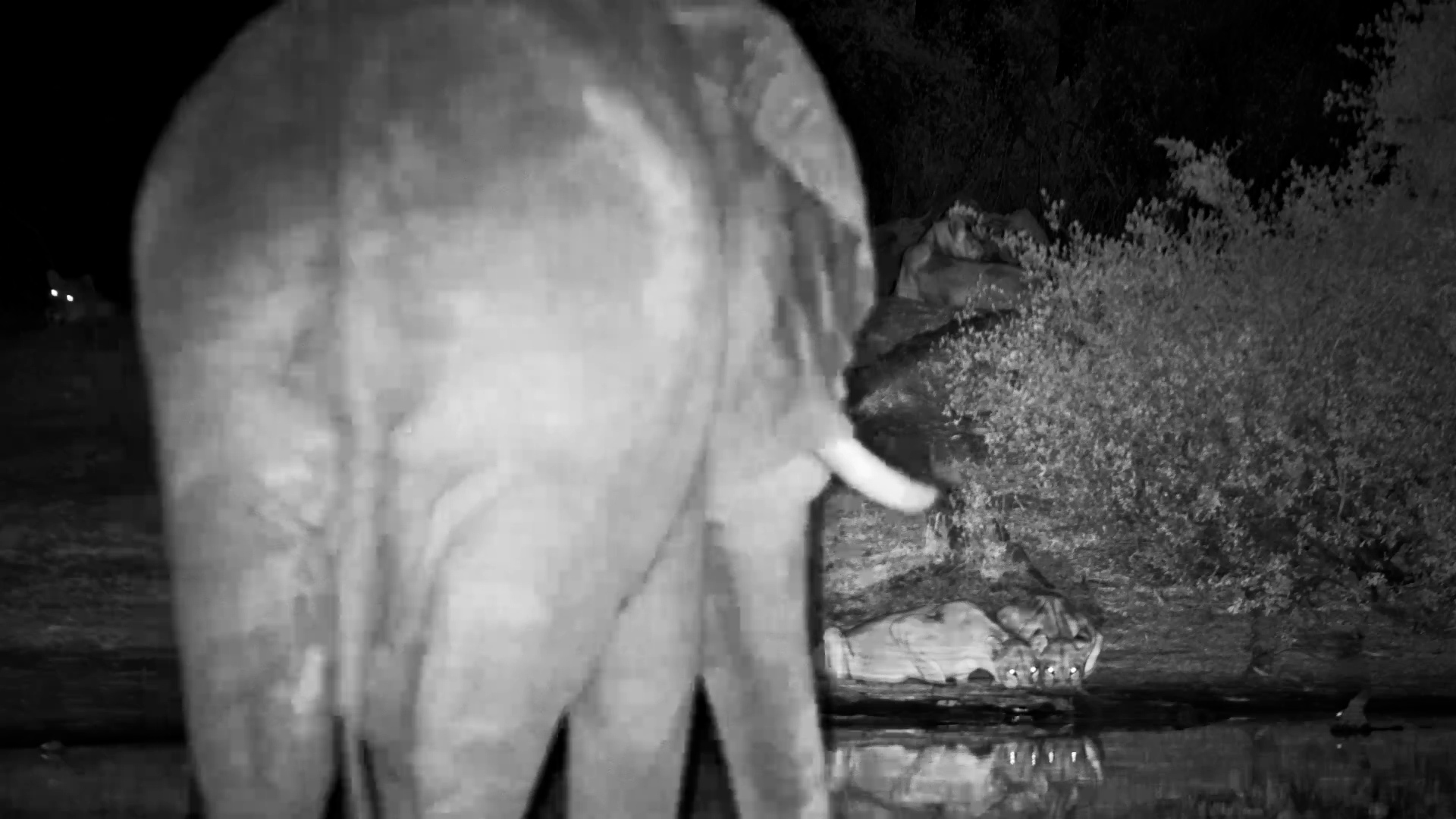 Lions vs Elephants vs Moto Moto!