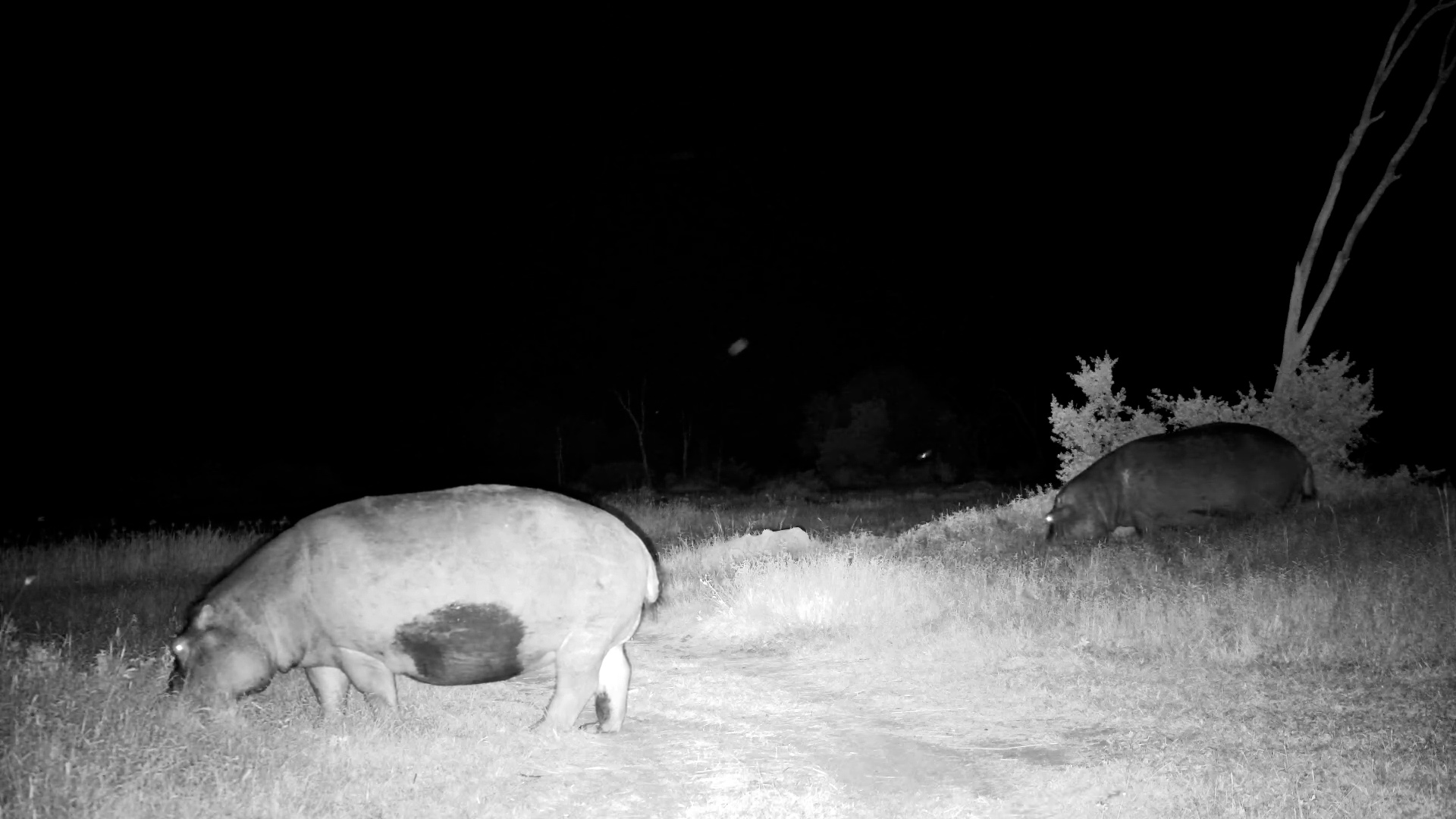 Moto Moto’s Date Night