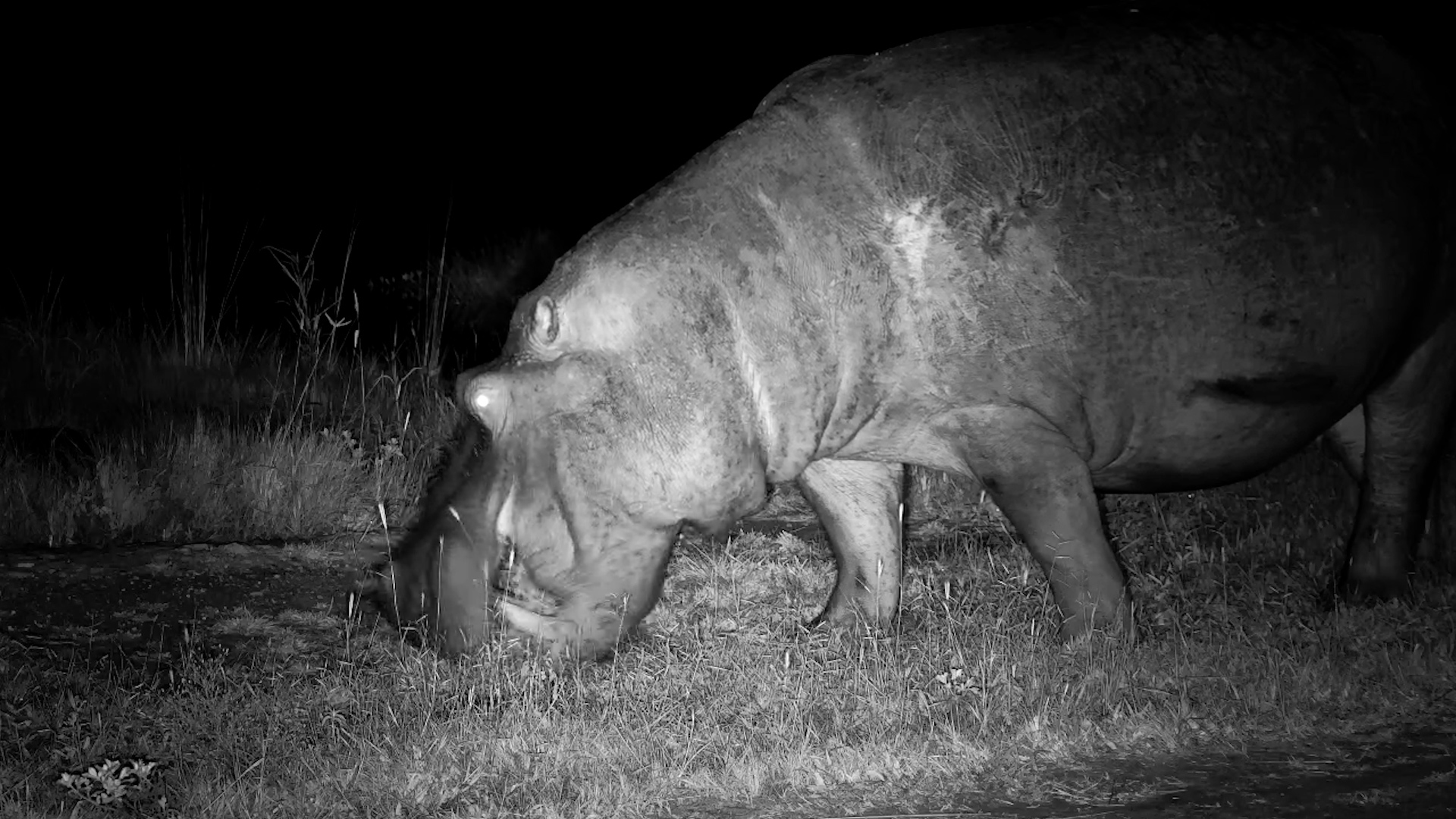When a Hippo Eats, You Listen