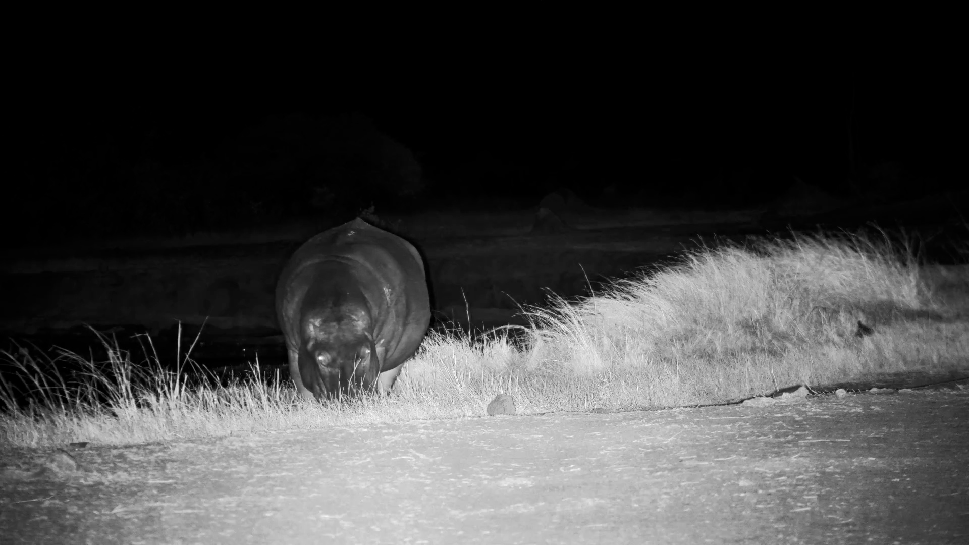 Moto Moto Returns to His Waterhole at Night