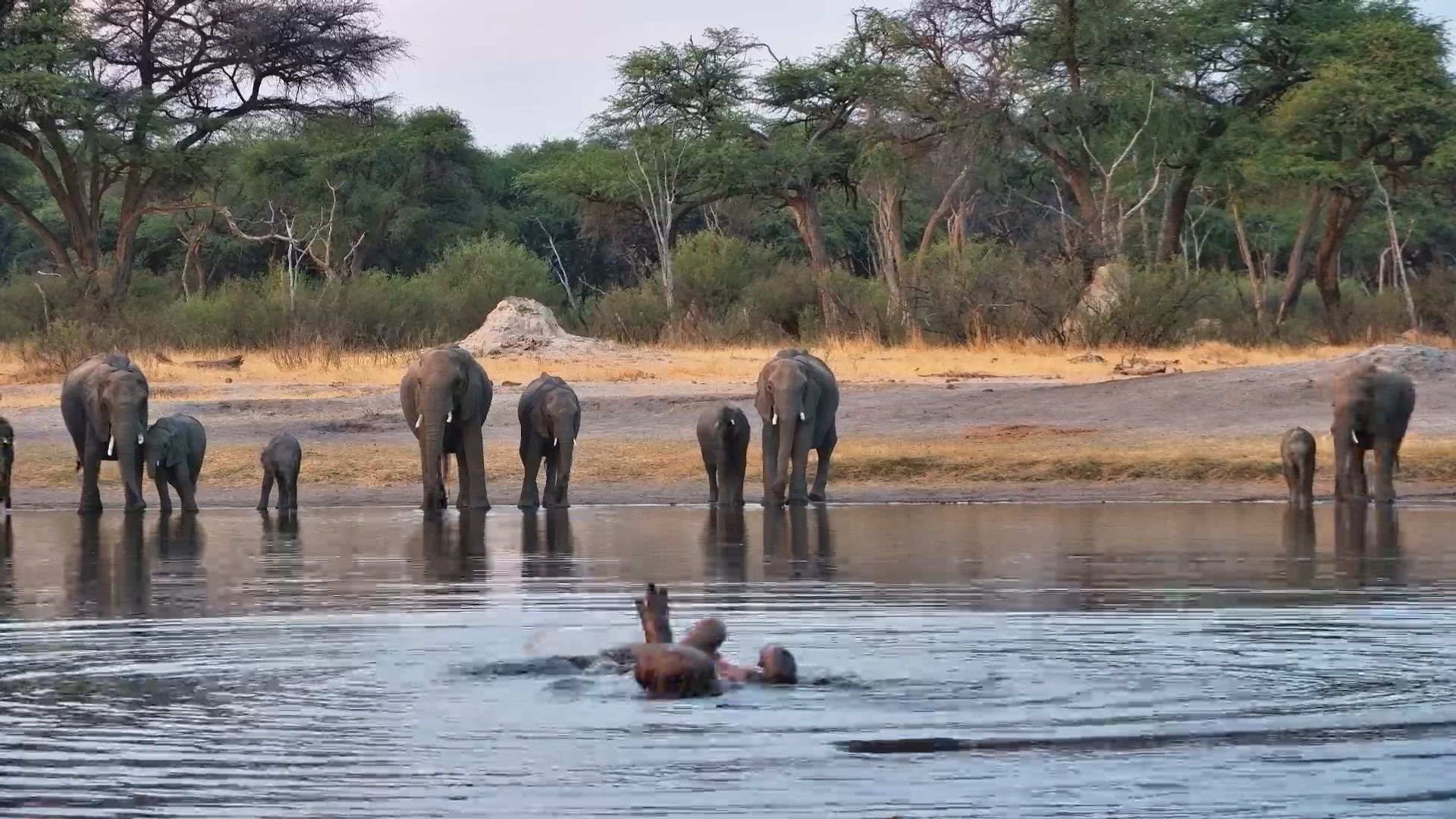 Moto Moto the Hippo Puts on a Show for Elephants