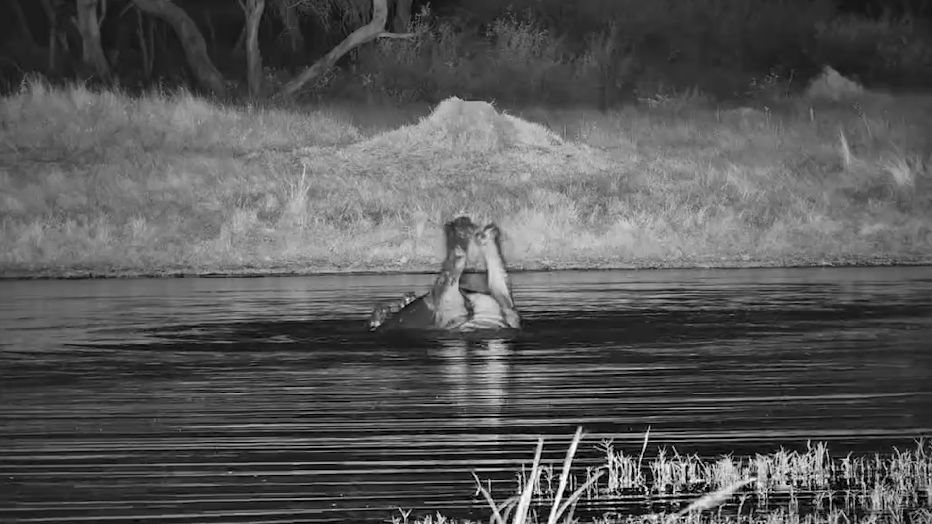 Moto Moto Forgot How Hippos Work