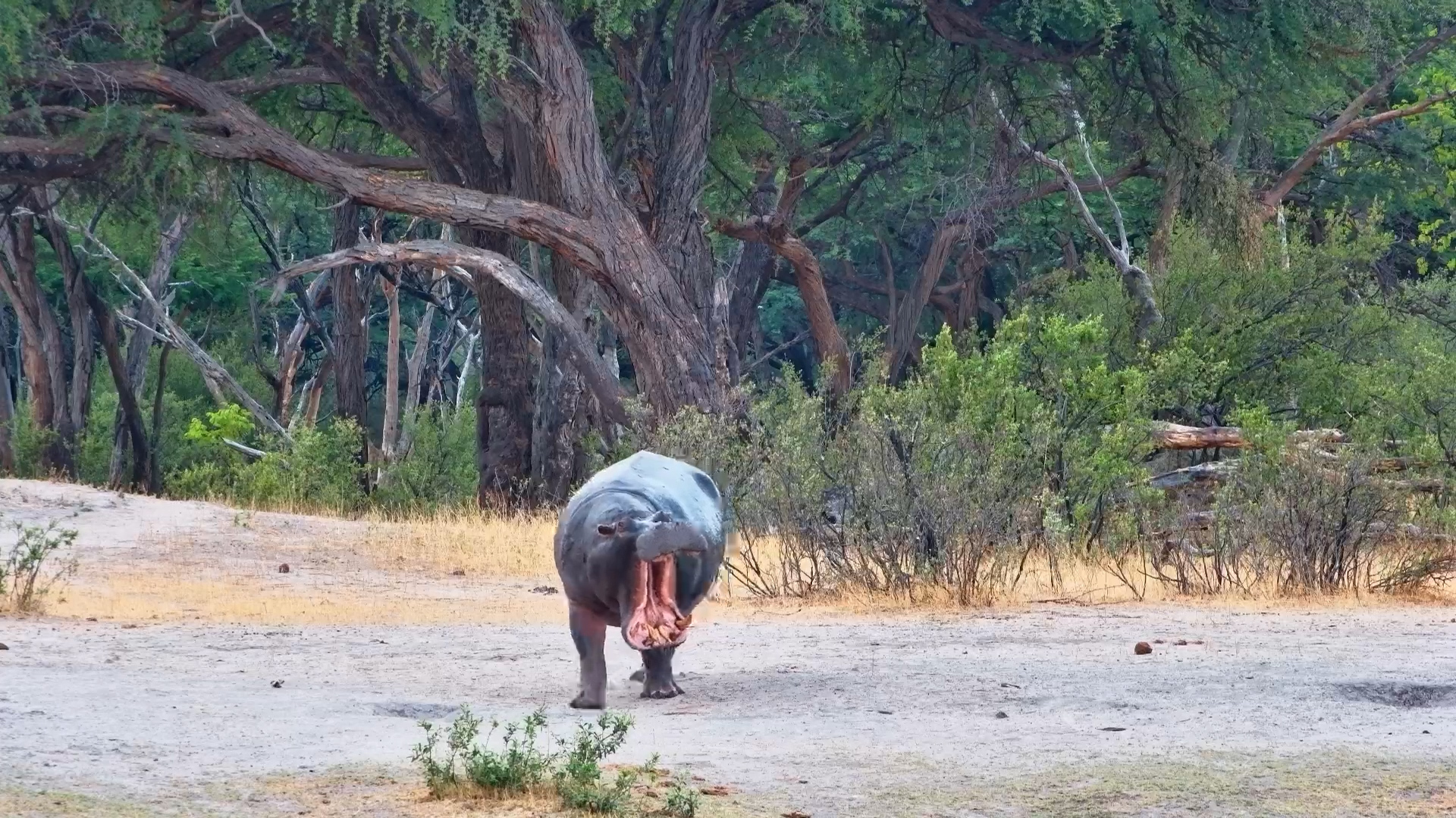 Hippo Boss in Action: Moto Moto’s Waterhole Routine