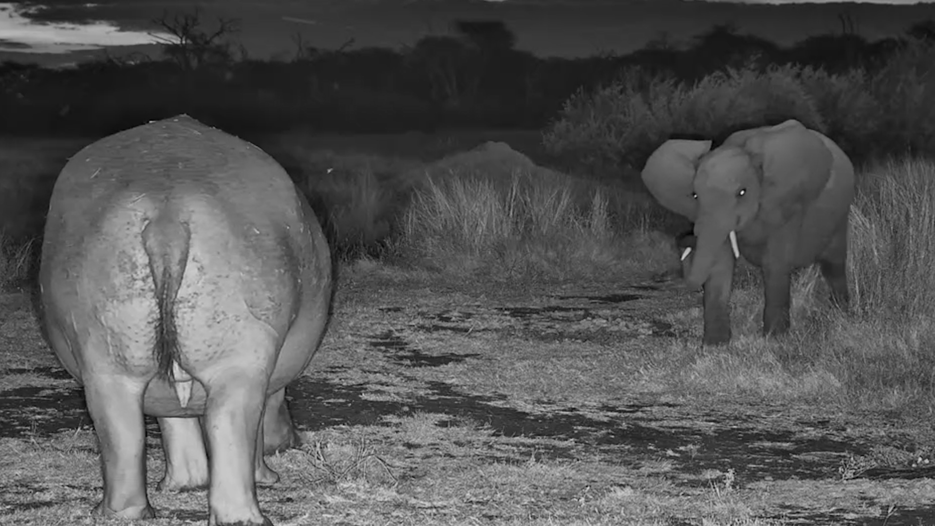 Young Elephant Attempts Shortcut Around Moto Moto