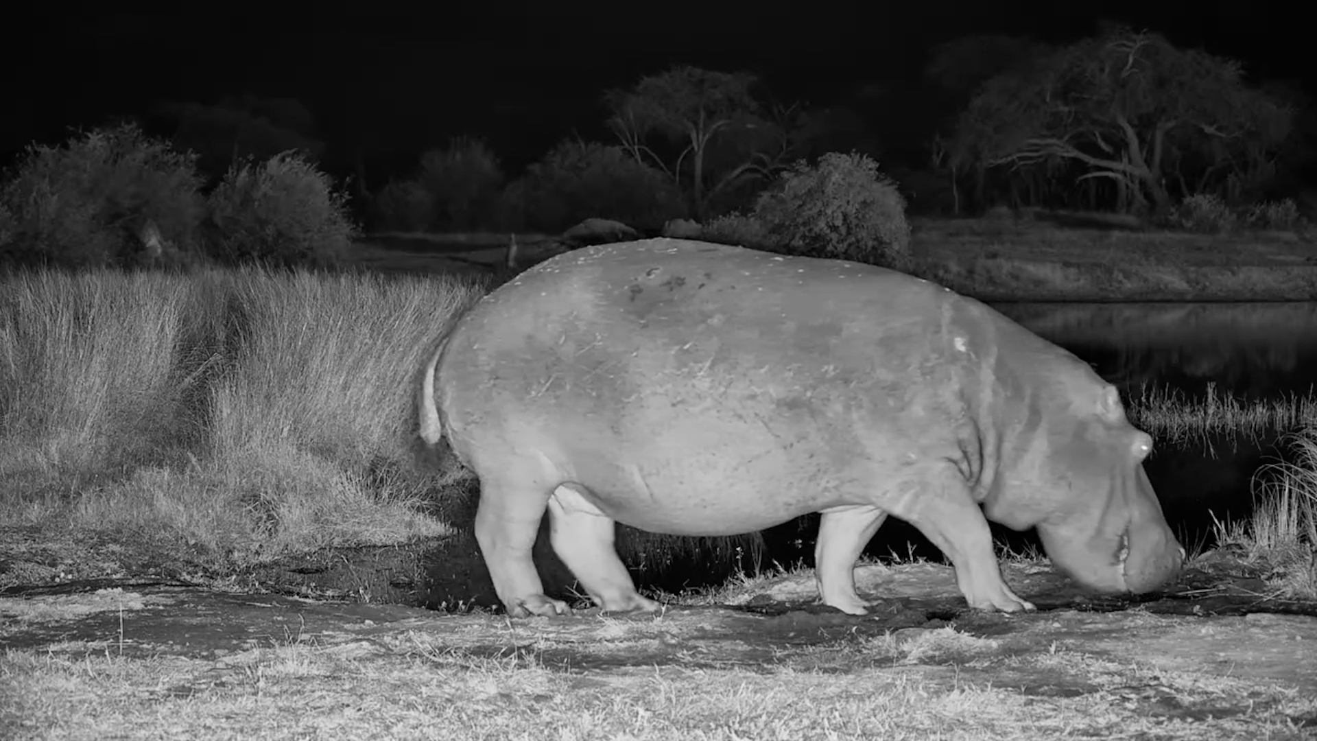 The Loudest Hippo Drink You’ll Hear Today