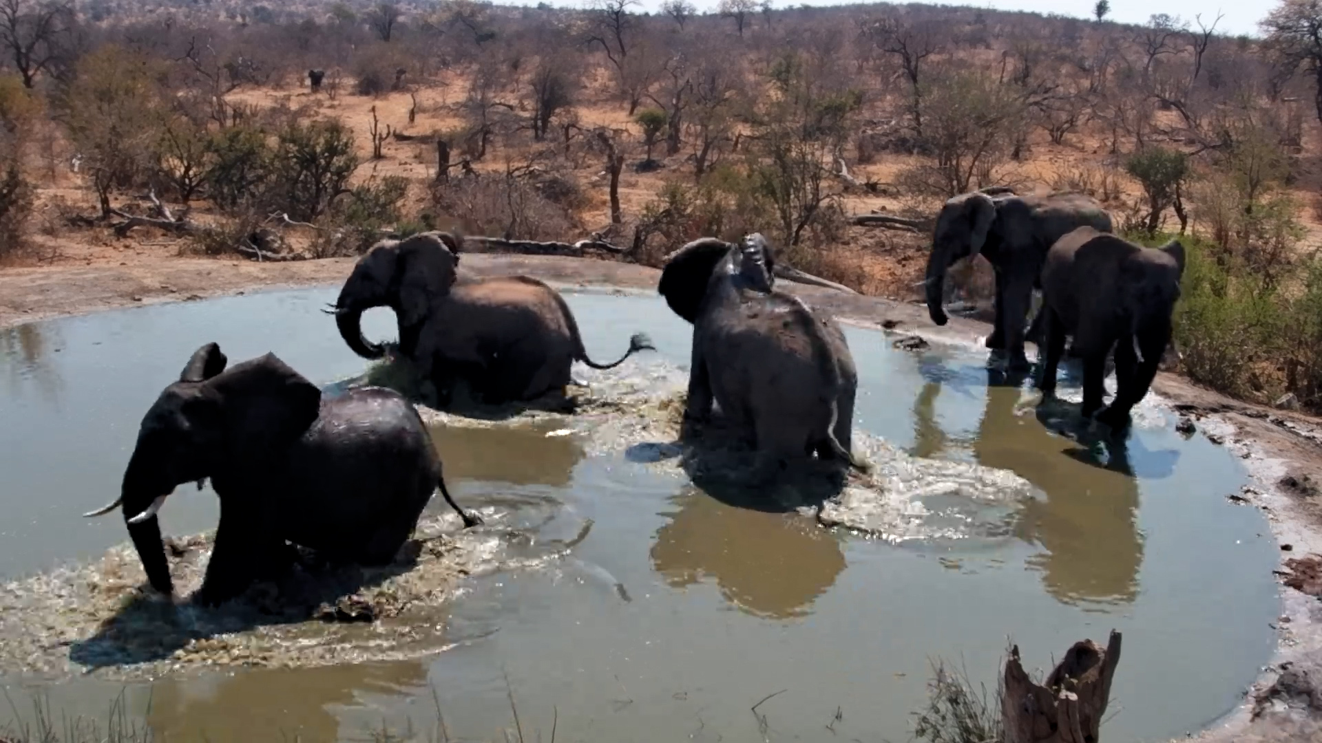 Waterhole Showdown: Elephants vs. Hippo