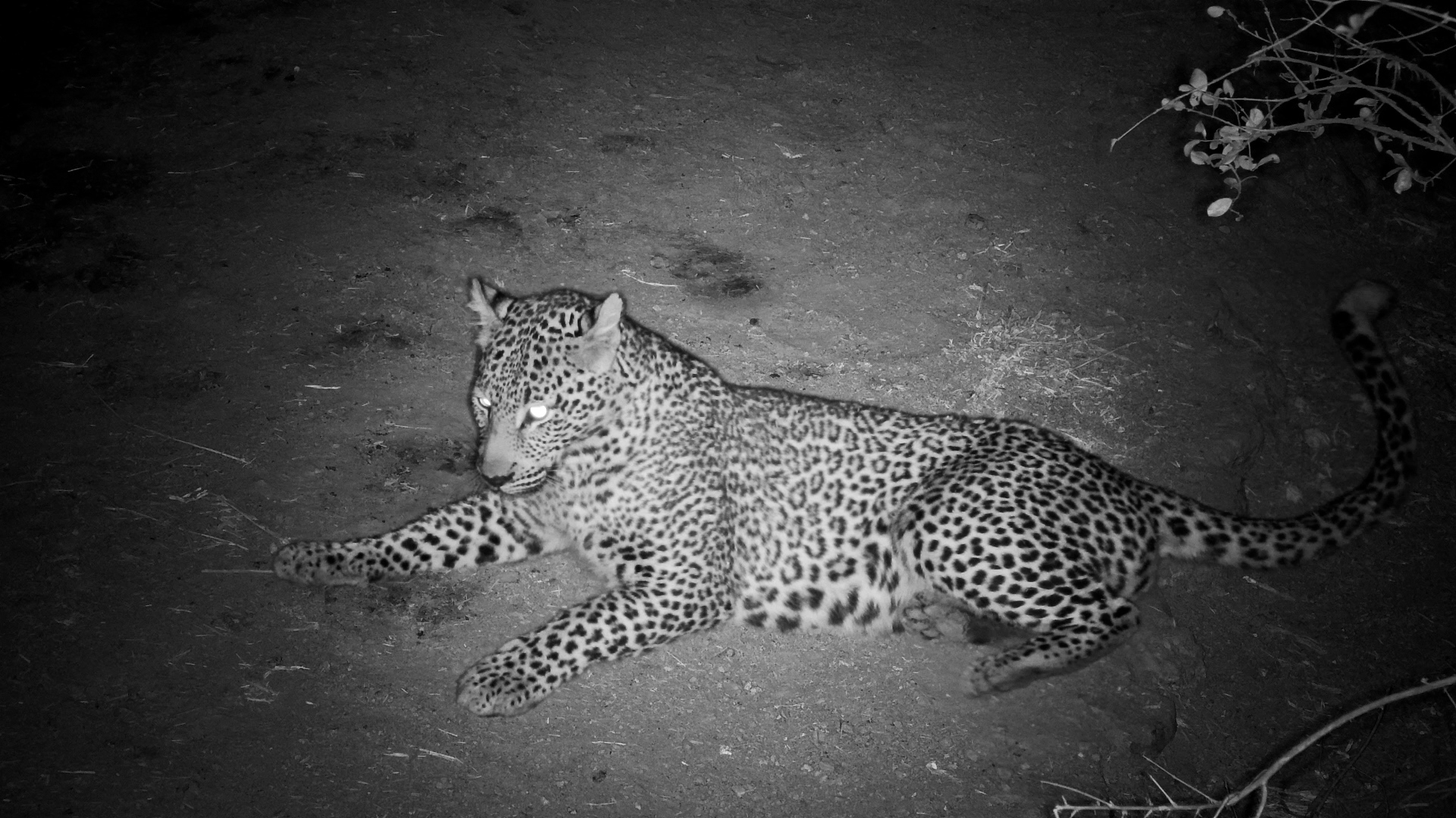 Leopardess Finds a Scent and Rolls in It