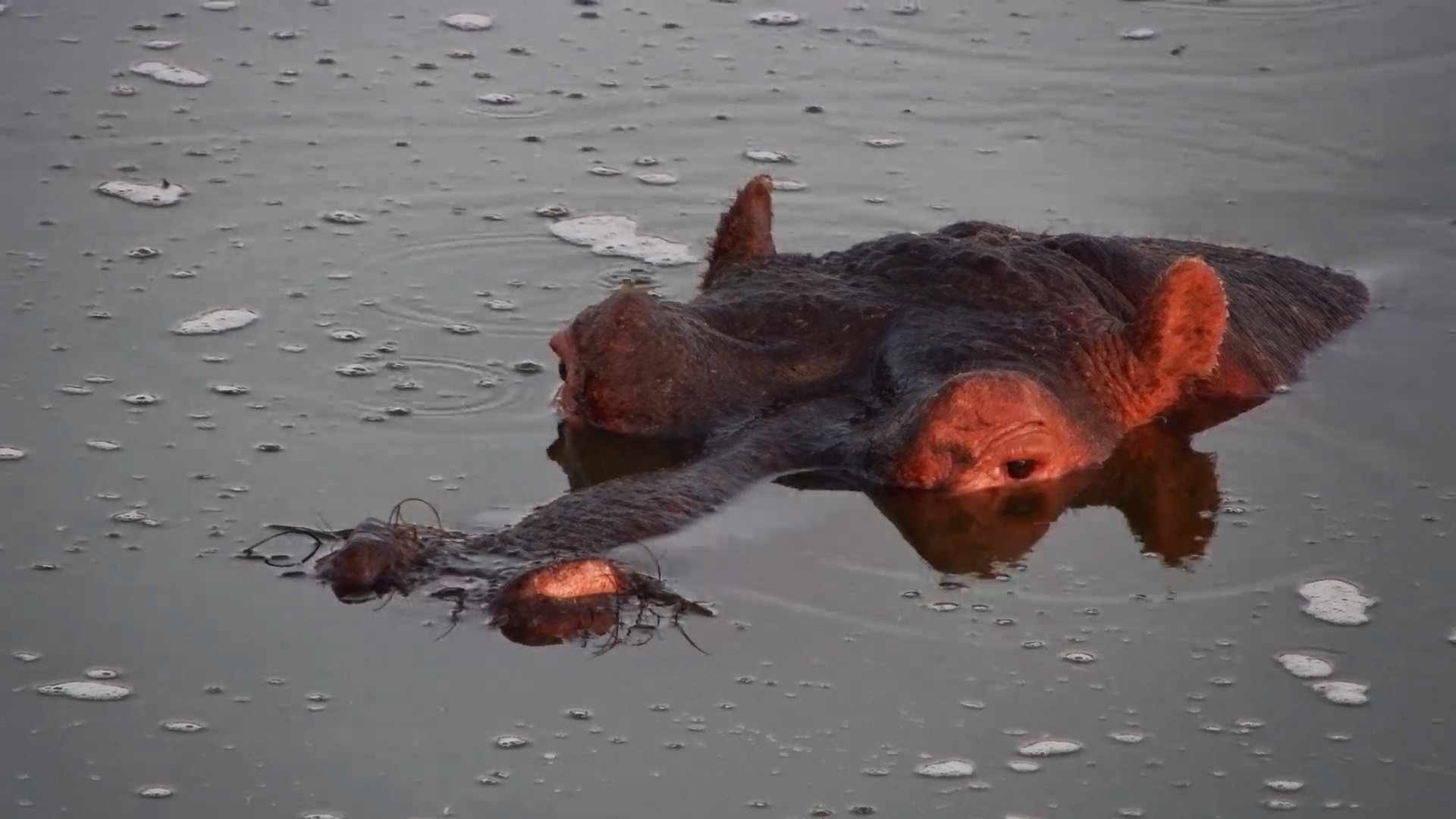 Hippo Relaxing in the Water