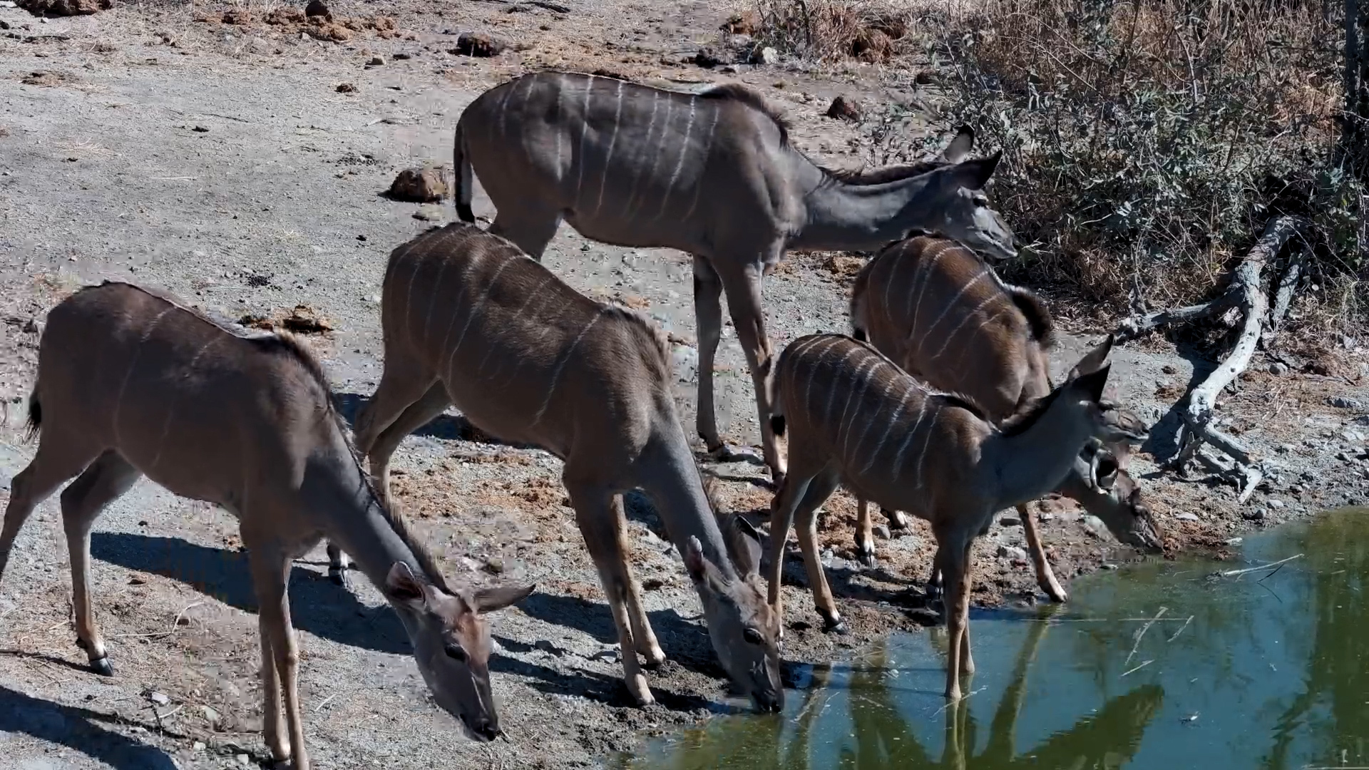 Kudu Mothers and Calves Drink Together at Rosie’s Pan