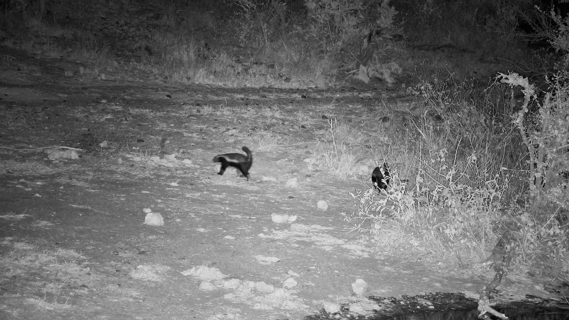 Two Curious Honey Badgers Explore Rosie's Pan