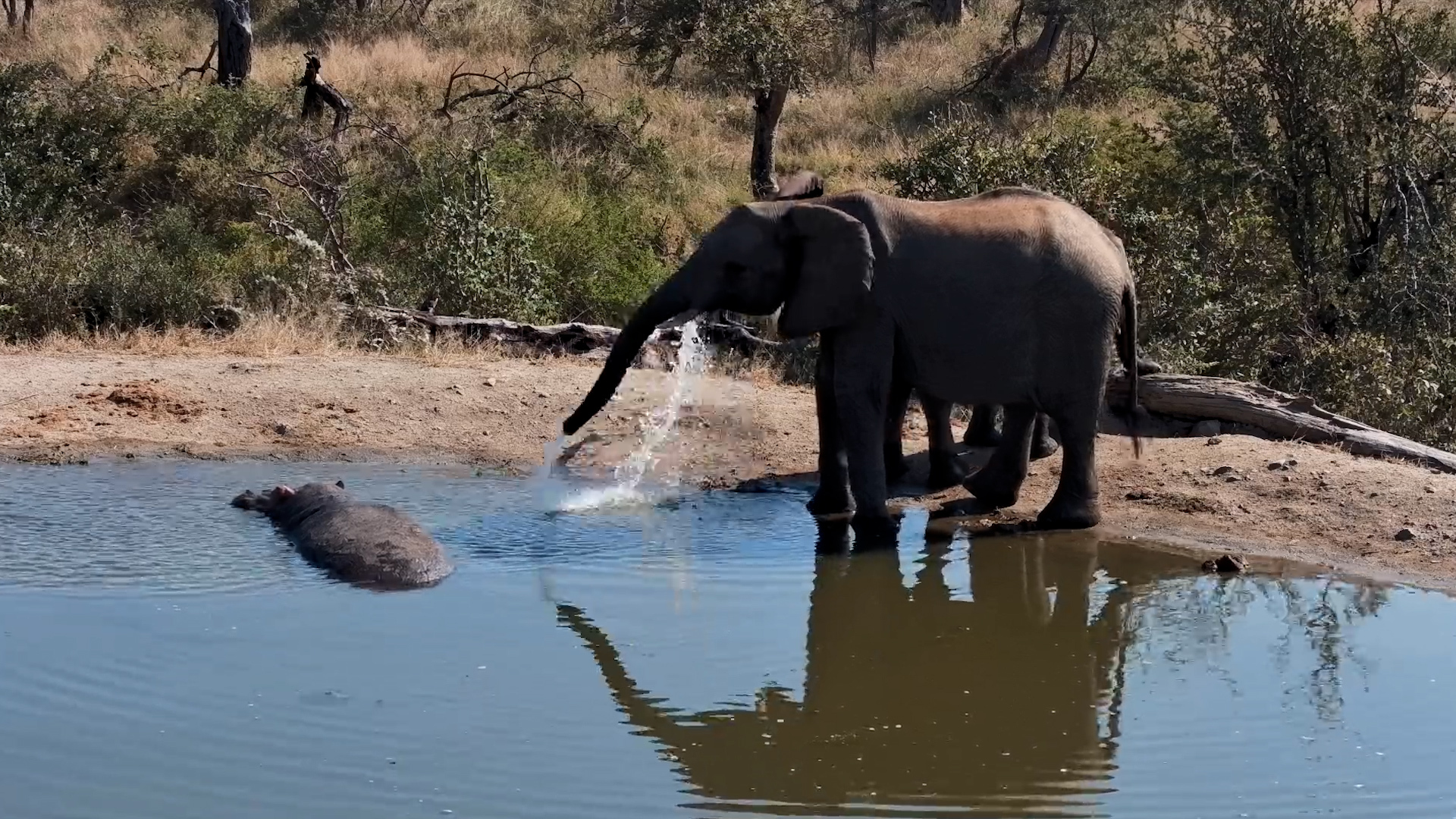 The Sleeping Hippo Did NOT Appreciate That Splash