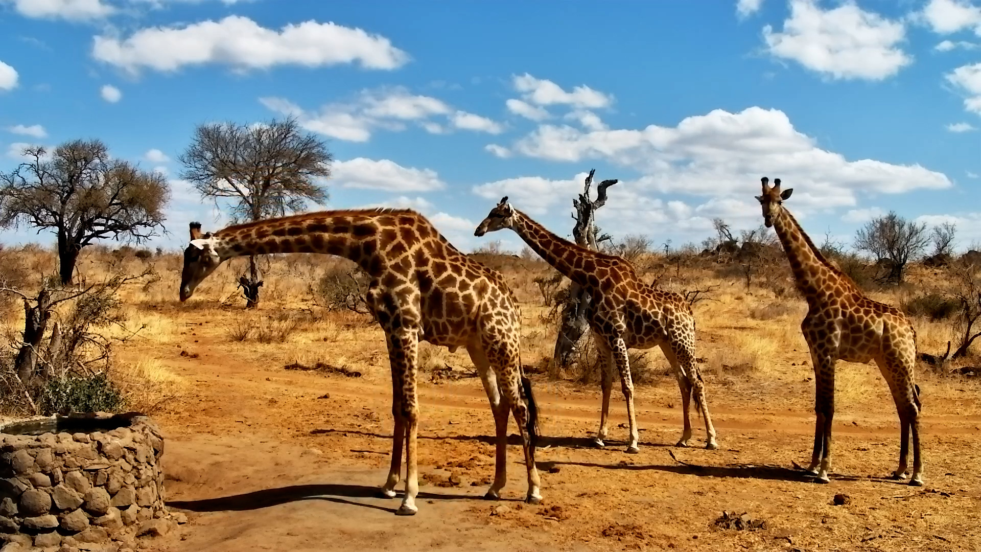 Giraffes Drink From The Water Well