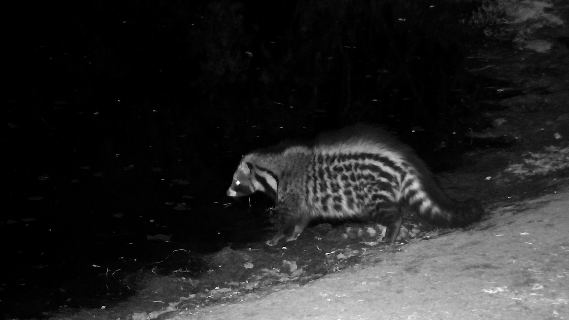 Thirsty Civet Stops for a Sip Before Vanishing into the Night