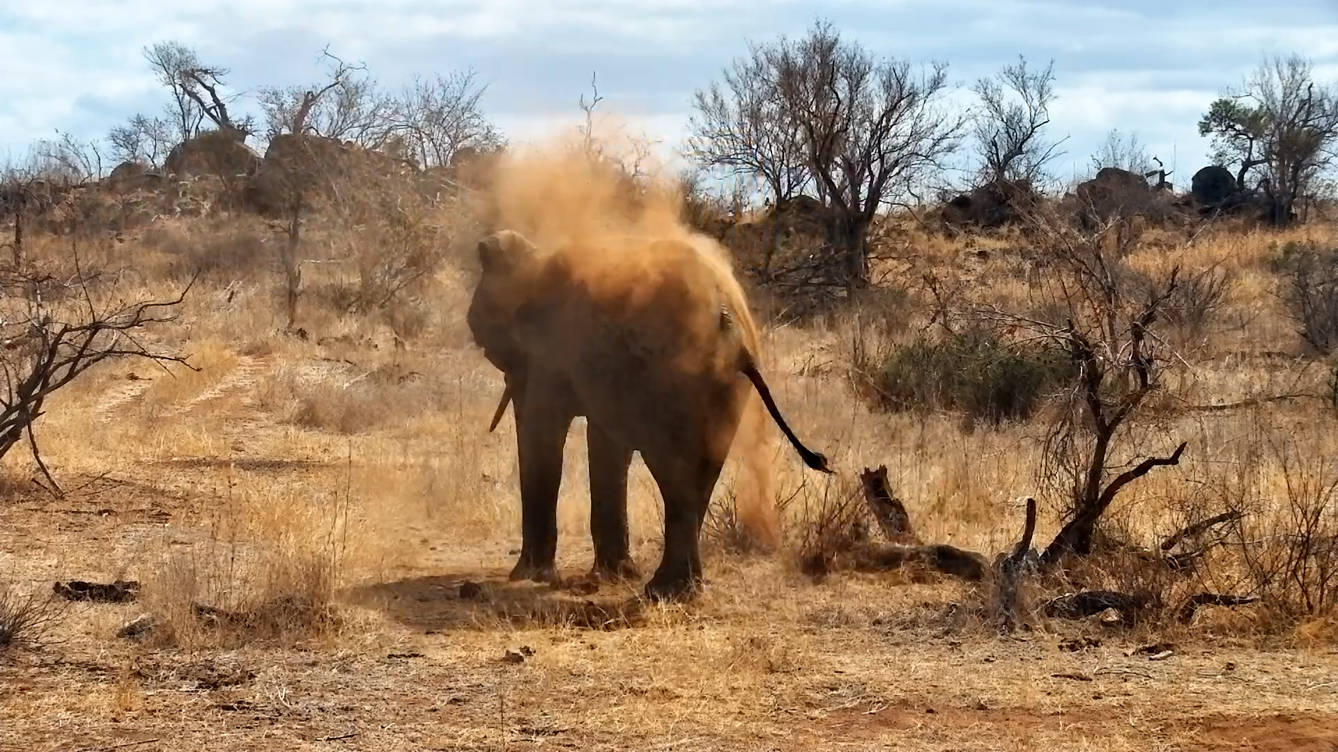 Elephant’s Perfect Tree Moment at Naledi Dam