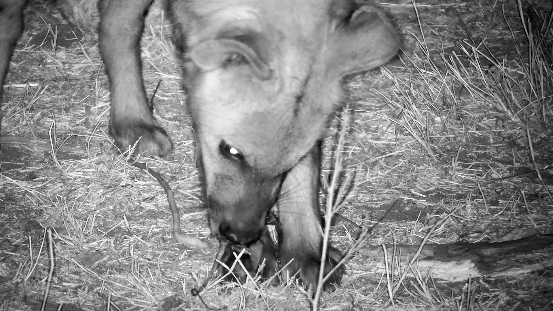Spotted Hyena Scores a Snack at Naledi Dam