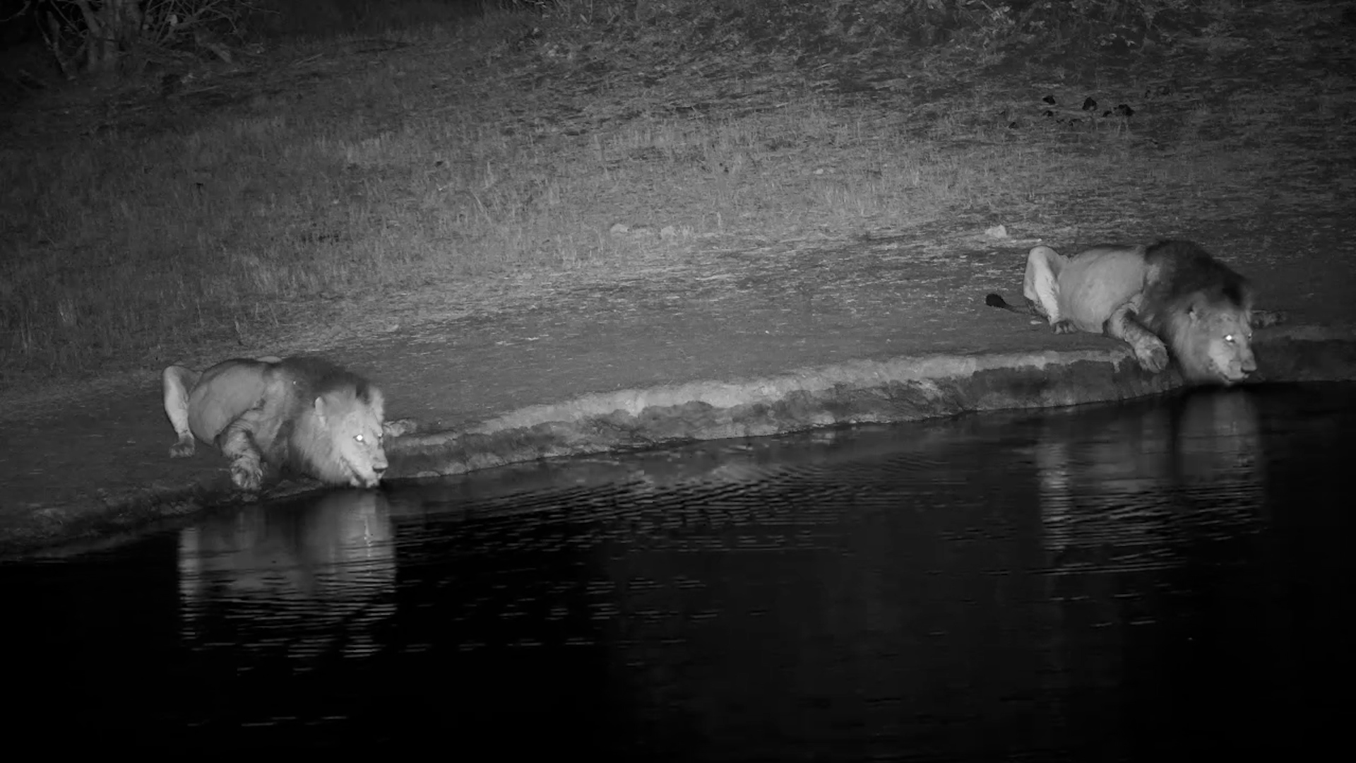 Two Male Lions Drink in the Dark After a Meal