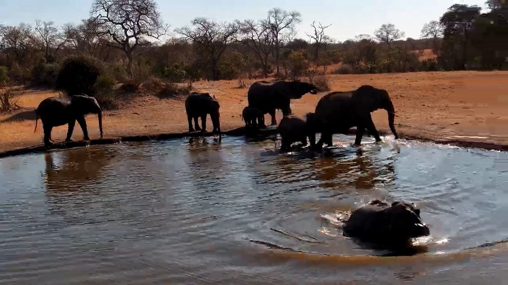 Waterhole Takeover!