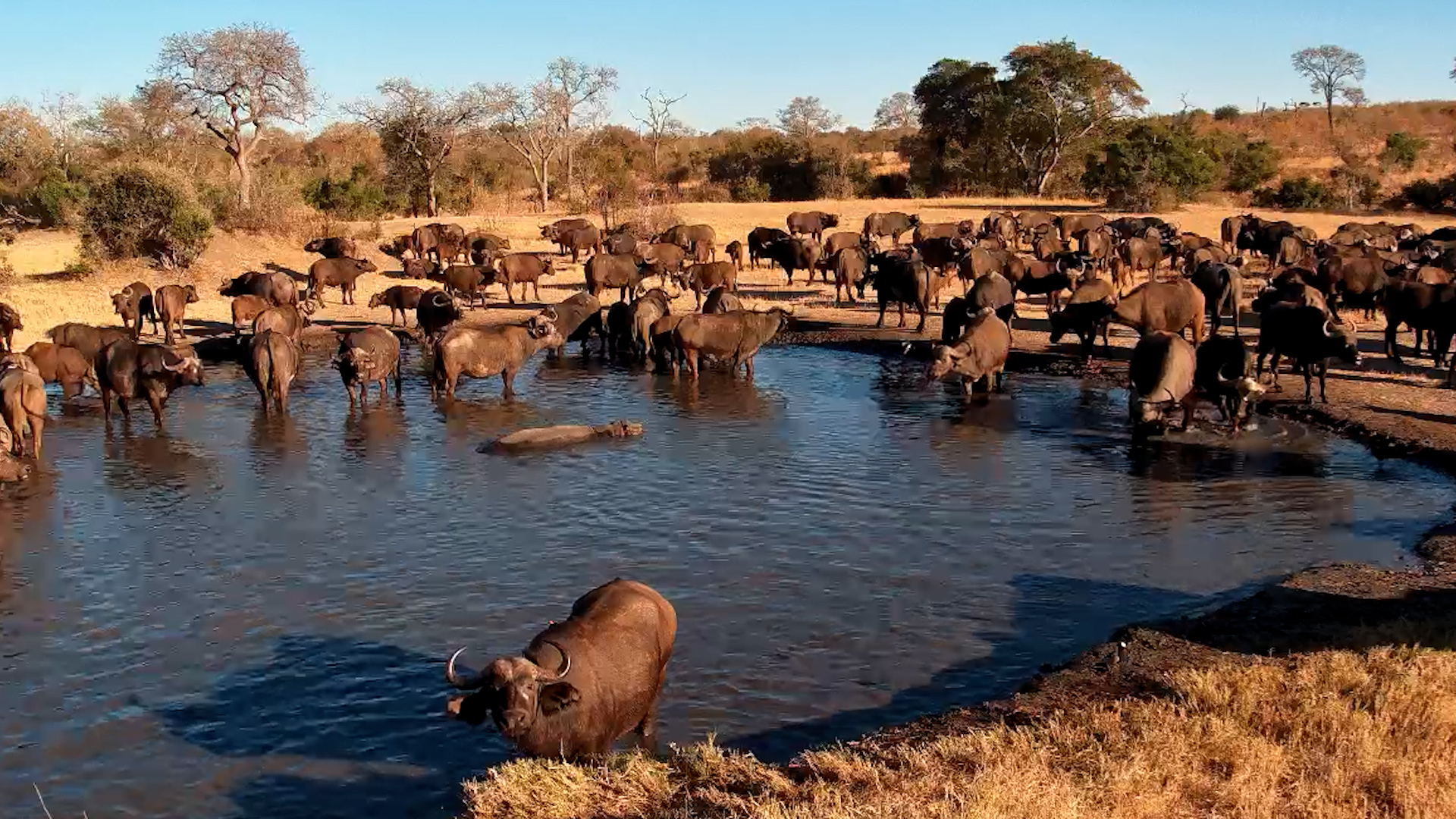 Buffalo Takeover! Herd Surrounds Hippo at Morning Drink