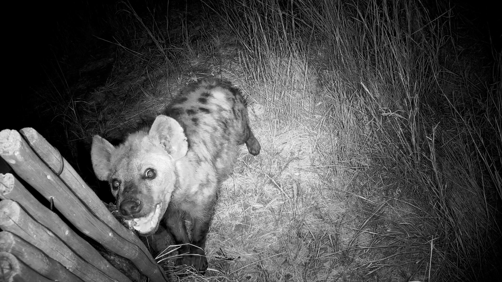 Curious Hyena Checks Out Our Equipment!