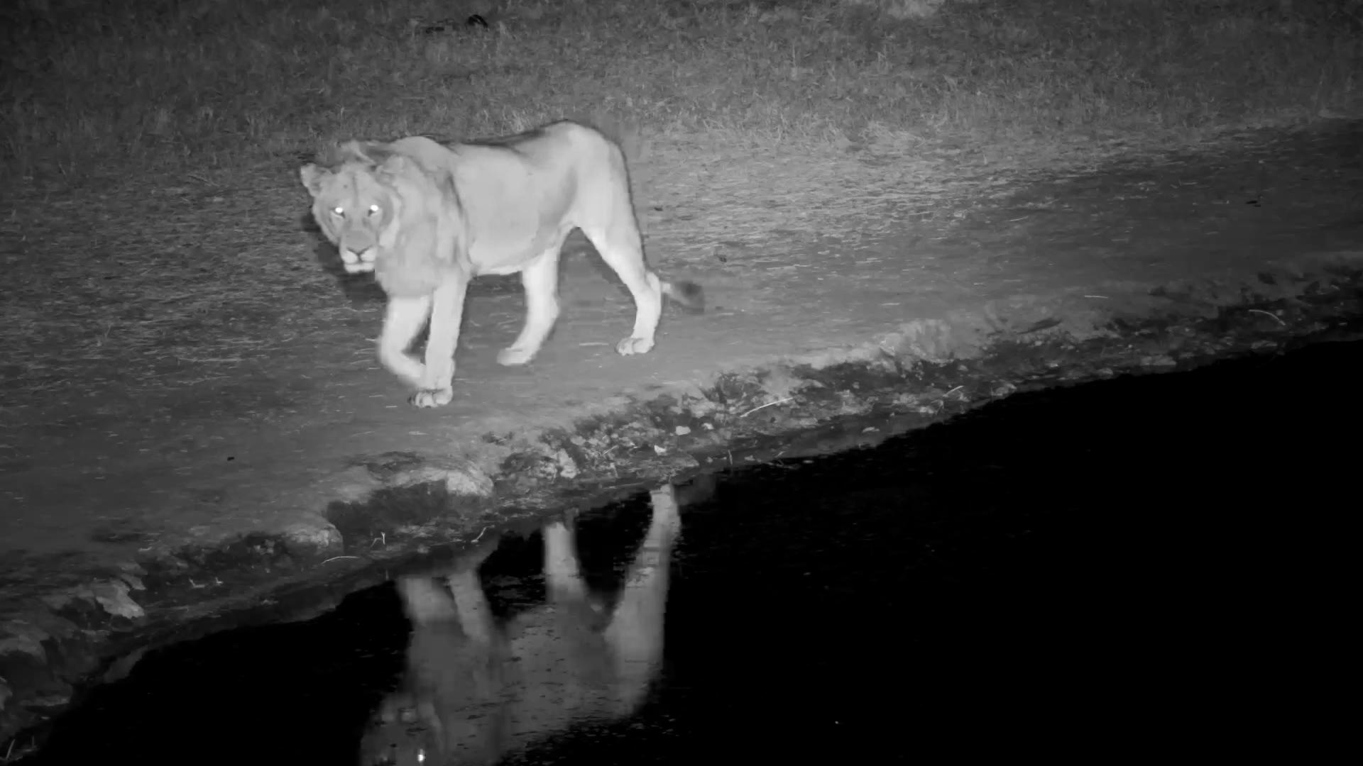 Lone Young Male Lion’s Quiet Nighttime Drink